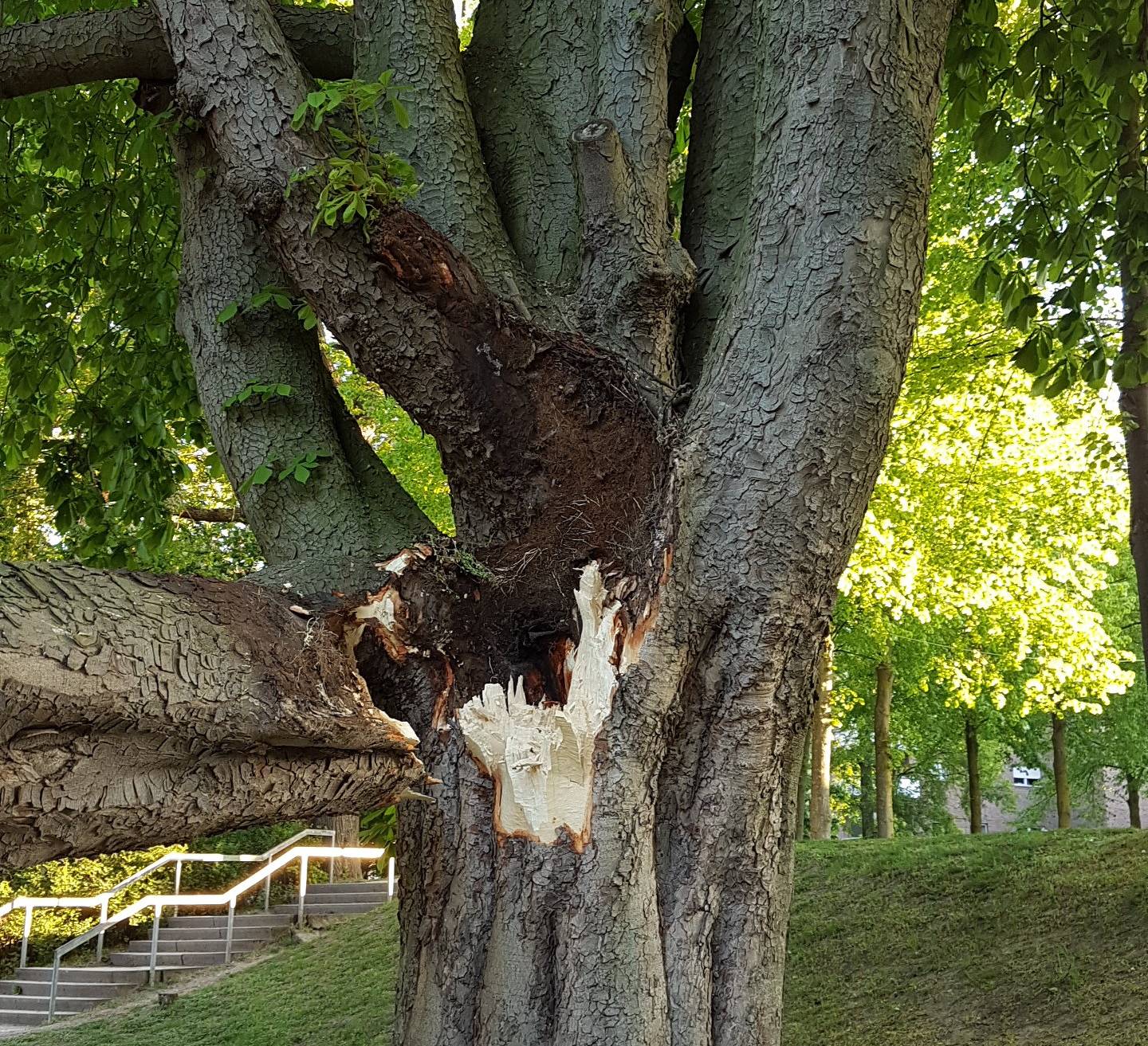 Die auseinandergebrochene Kastanie im Bereich Nepix