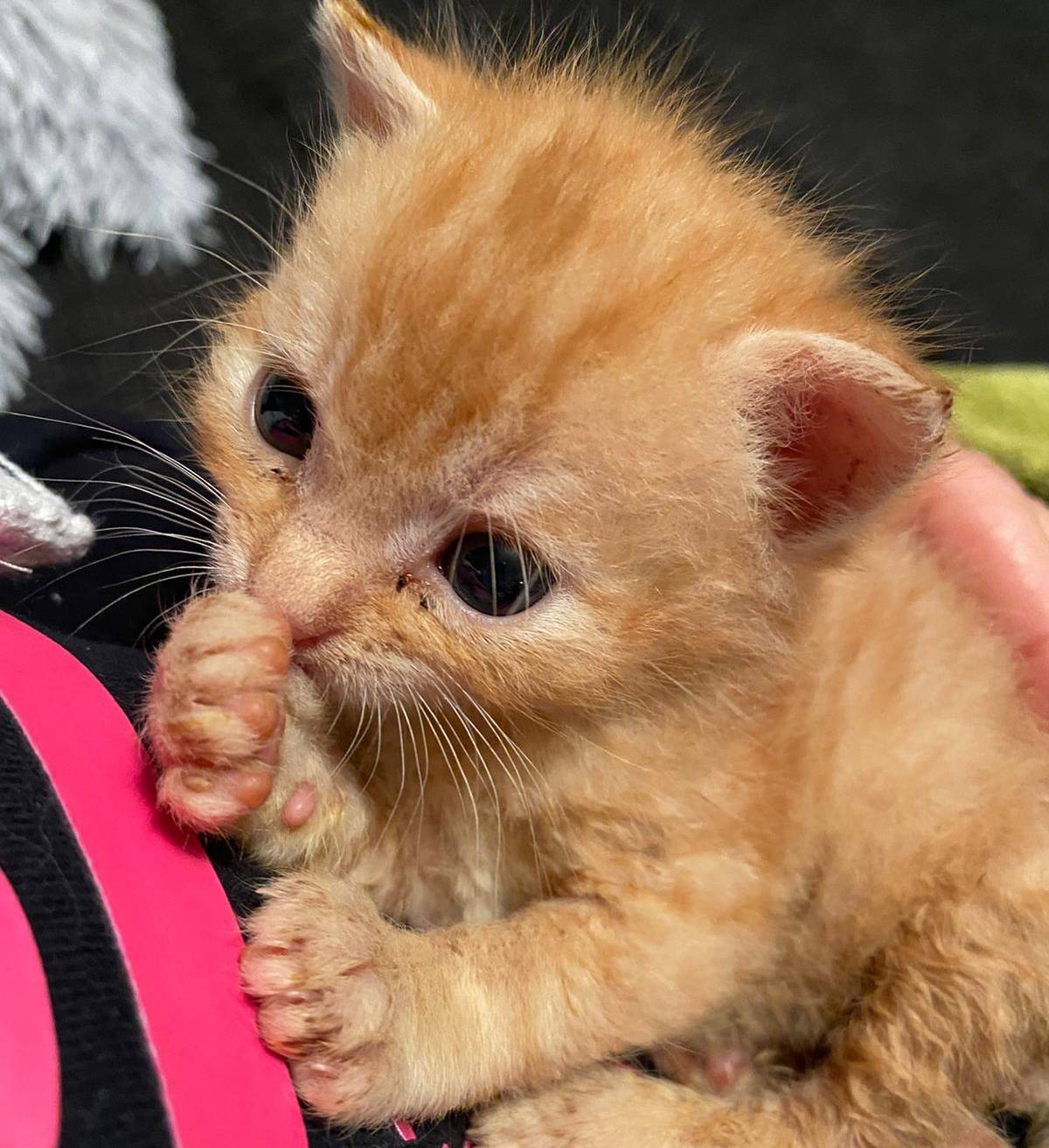 Hilflose Winzlinge mit großen Problemen