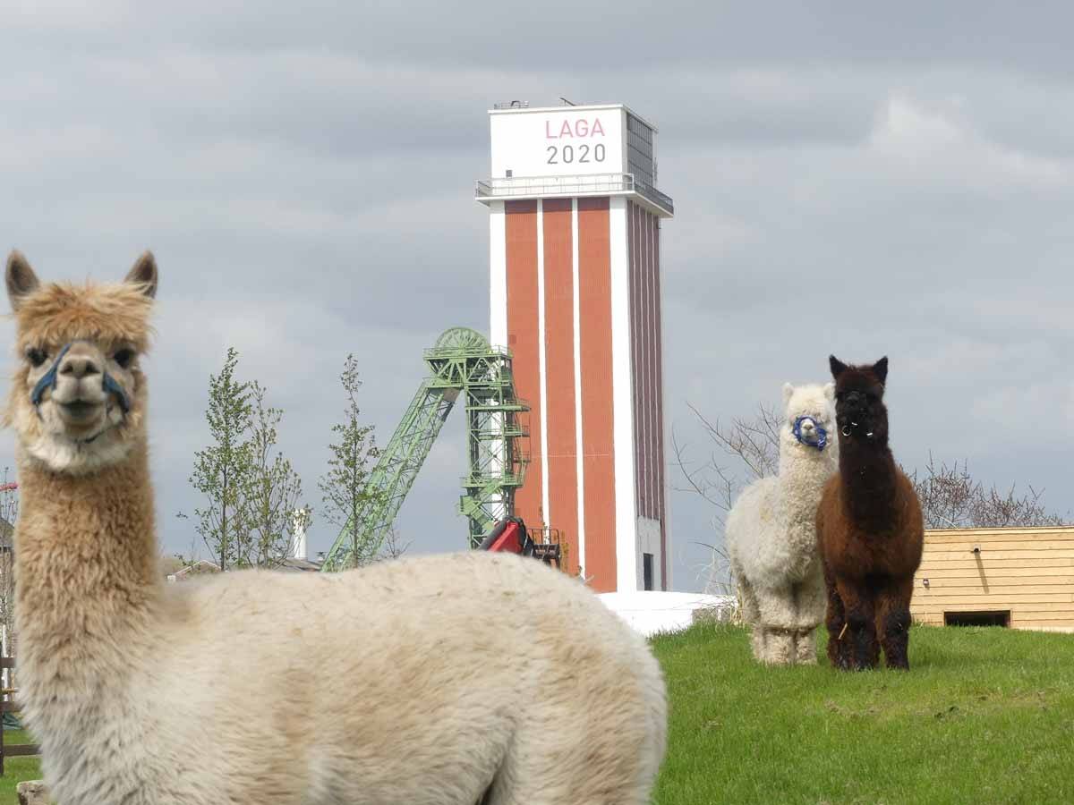  Die Alpakas in ihrem Gehege im Kalisto. Im Hintergrund die beiden Fördertürme. 