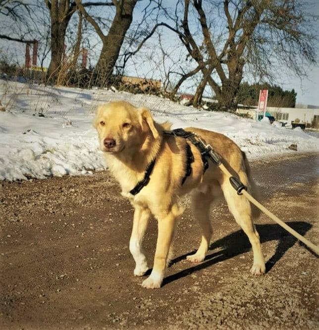 Aris aus der Tierherberge Kamp-Lintfort.