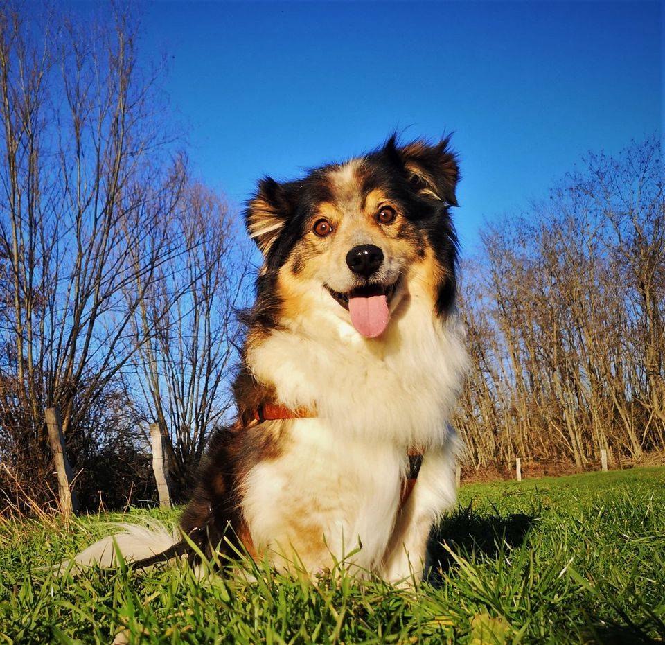 Darvin aus der Tierherberge Kamp-Lintfort.