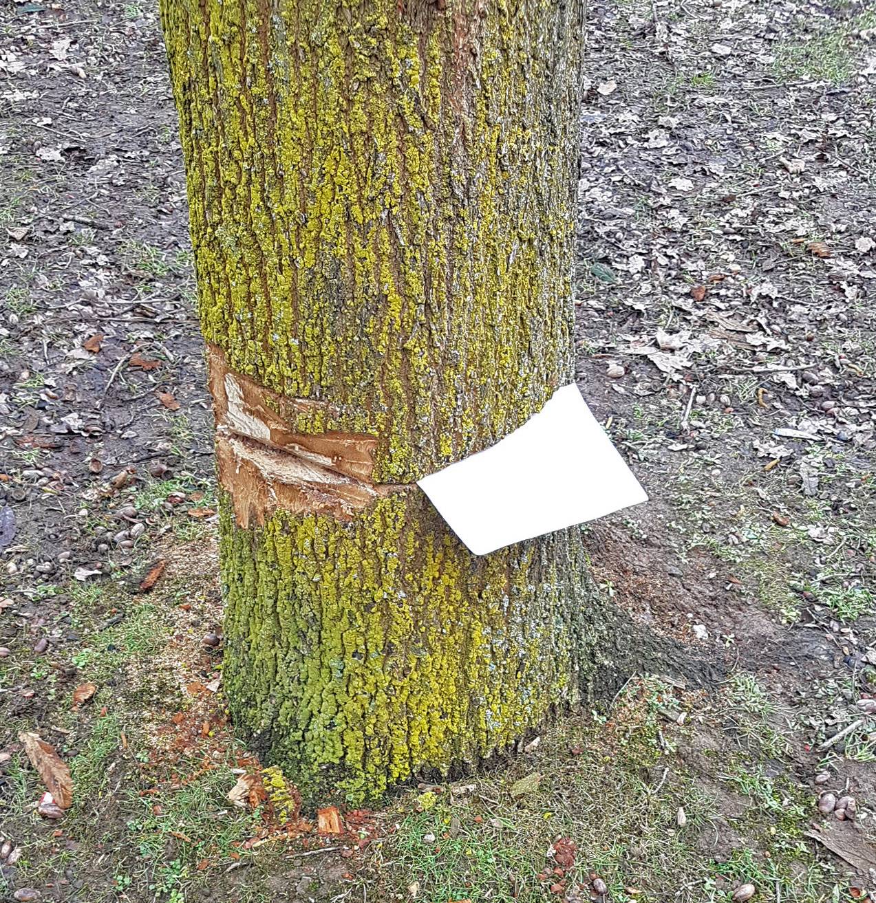  Am 17. Februar hat die Grünpflegekolonne von ENNI Stadt &amp; Service auf dem Bolzplatz Stockrahmsfeld eine angesägte Eiche festgestellt. 