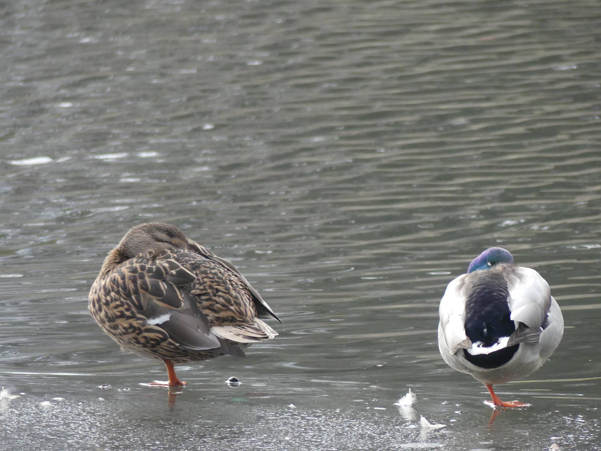 Die Enten können sich auf frisches Wasser im Freizeitpark freuen.