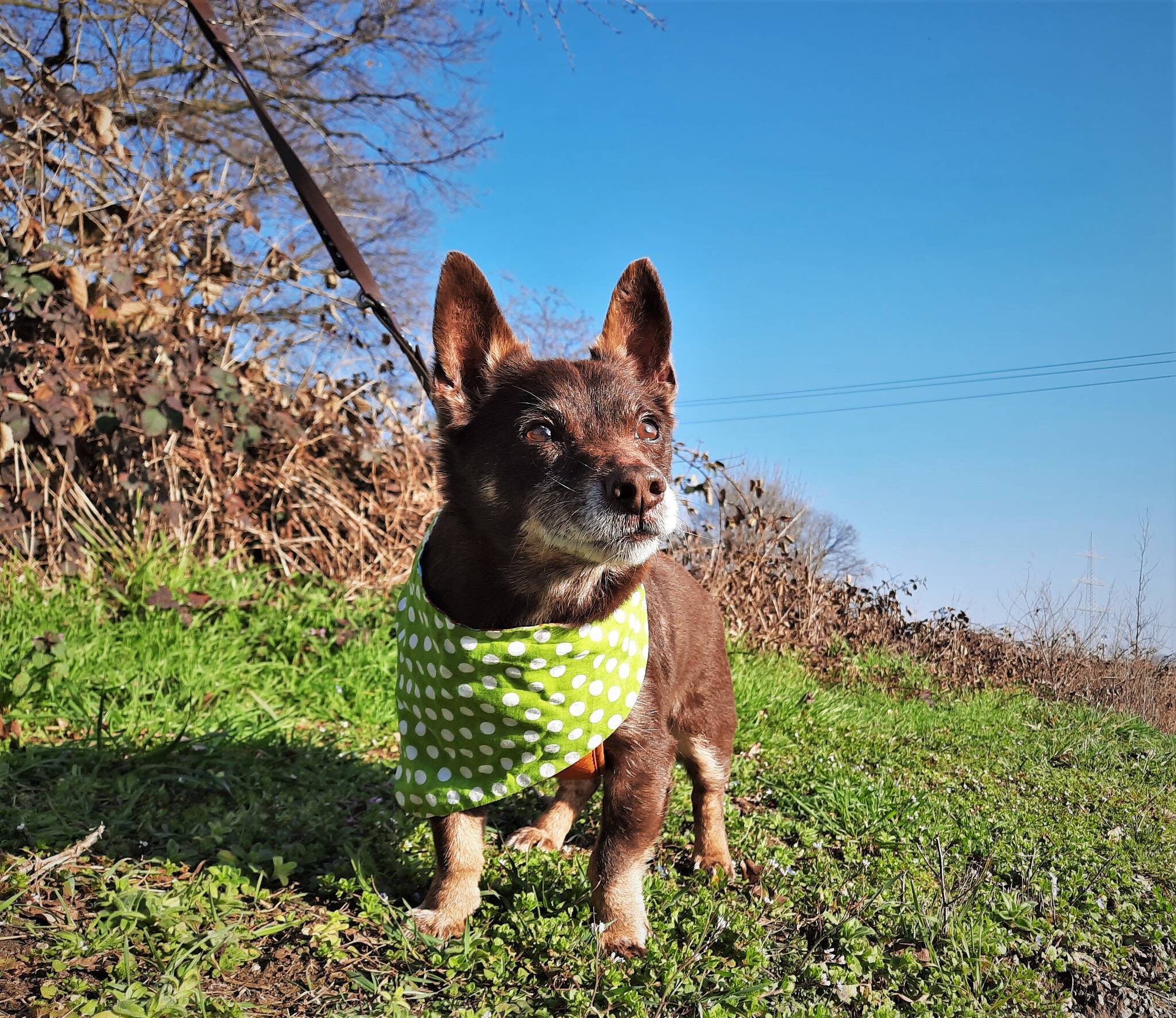  Nick aus der Tierherberge Kamp-Lintfort. 