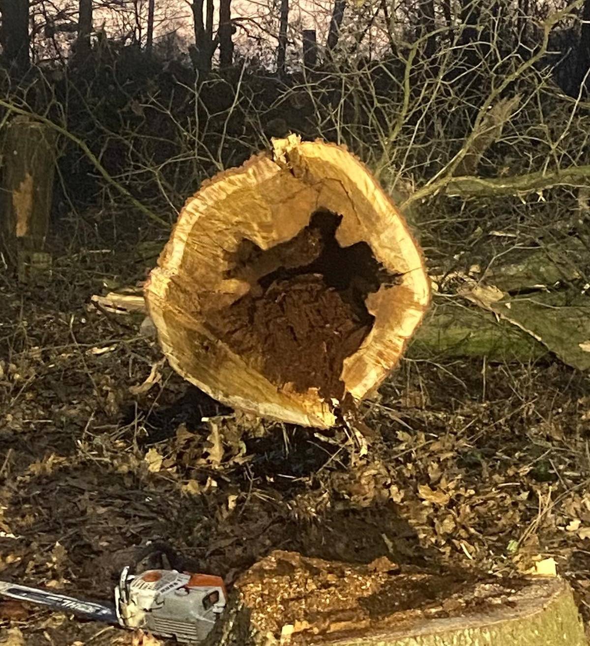  Der Baumbestand am Herkweg ist überwiegend marode, abgestorben oder befallen und stark umsturzgefährdet. 
