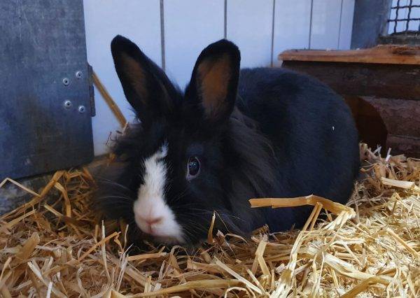  Milo aus dem Tierheim Moers. 