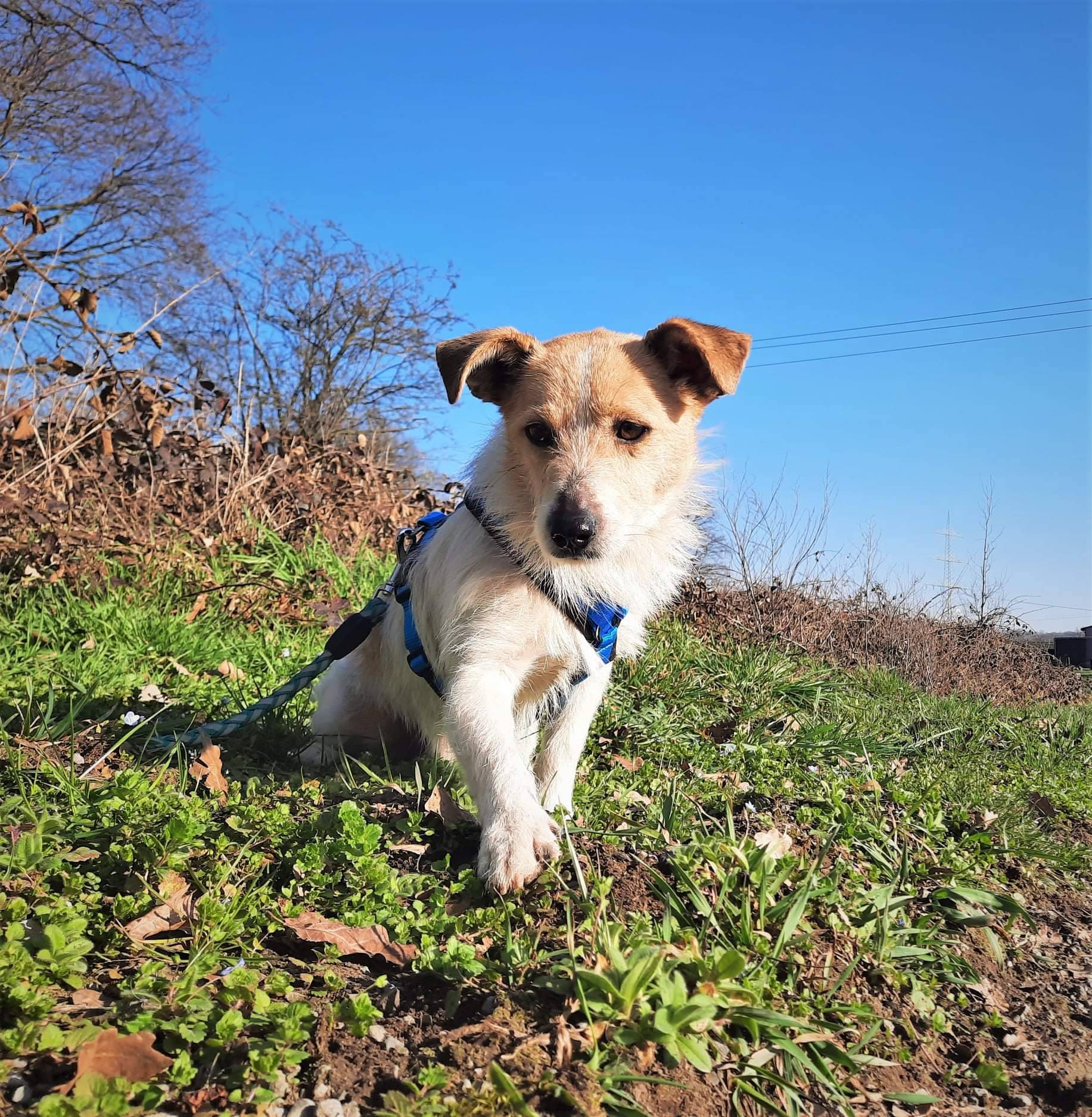 Pierce aus der Tierherberge Kamp-Lintfort.