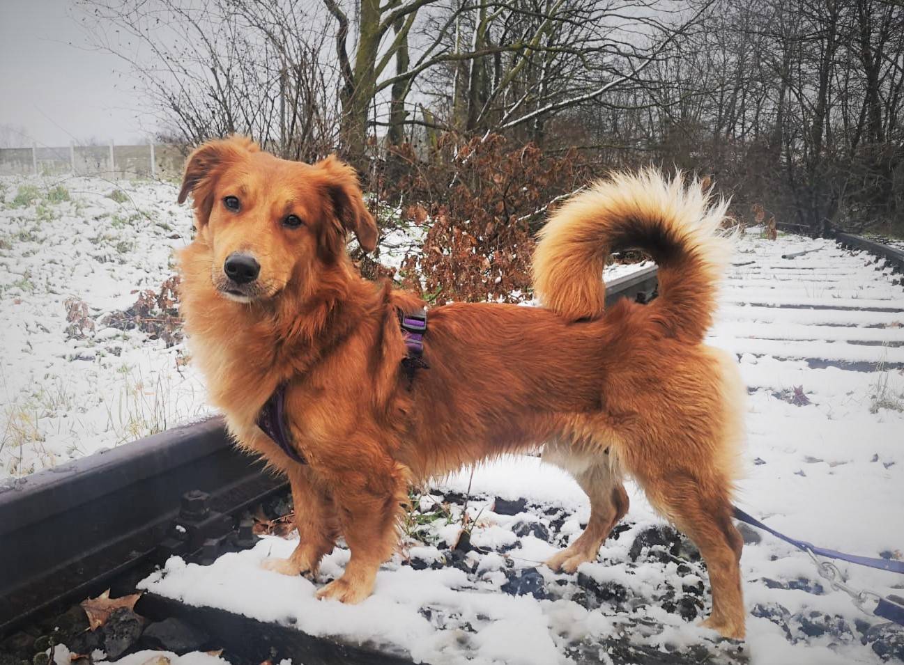 Sammy aus der Tierherberge Kamp-Lintfort.