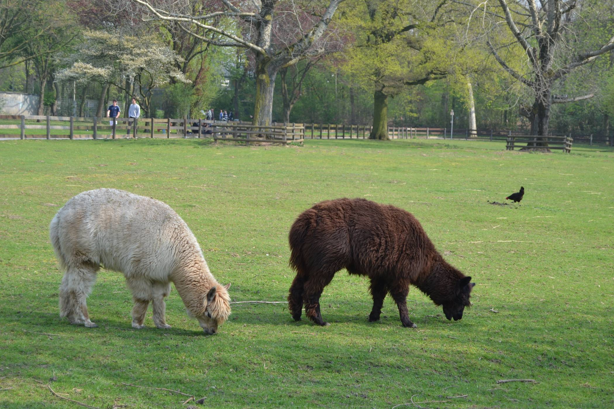 Initiativkreis Moers: „Moers Marketing stärken statt Streichelzoo deutlich auszubauen“