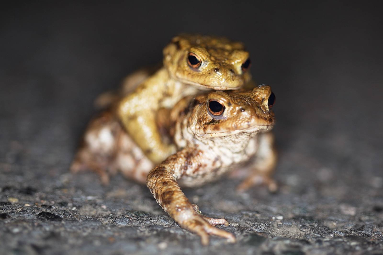 Ist doch sehr nett, wenn die eine die andere Kröte auf der Wanderung Huckepack nimmt...