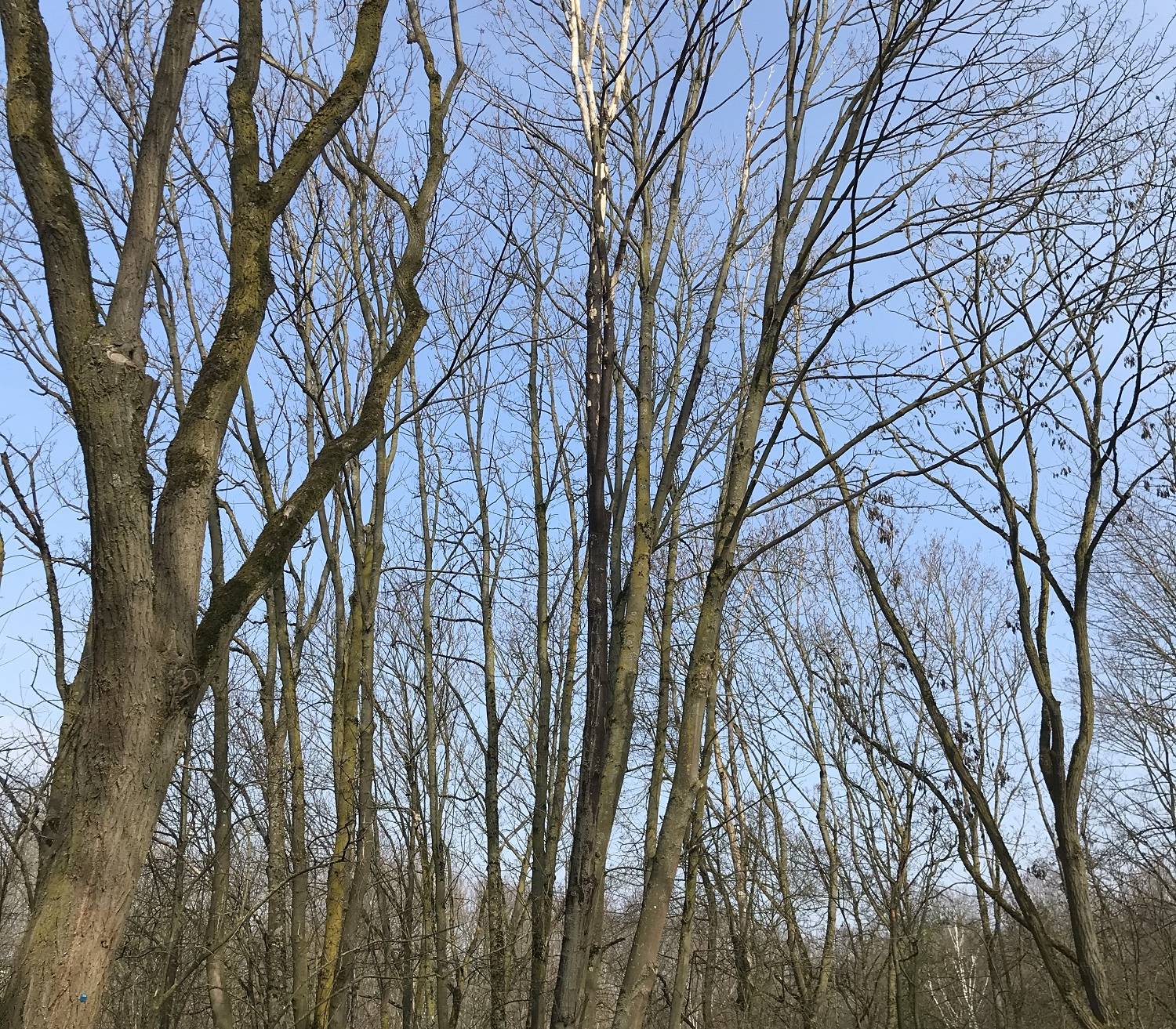 Über 100 Ahornbäume sind von der