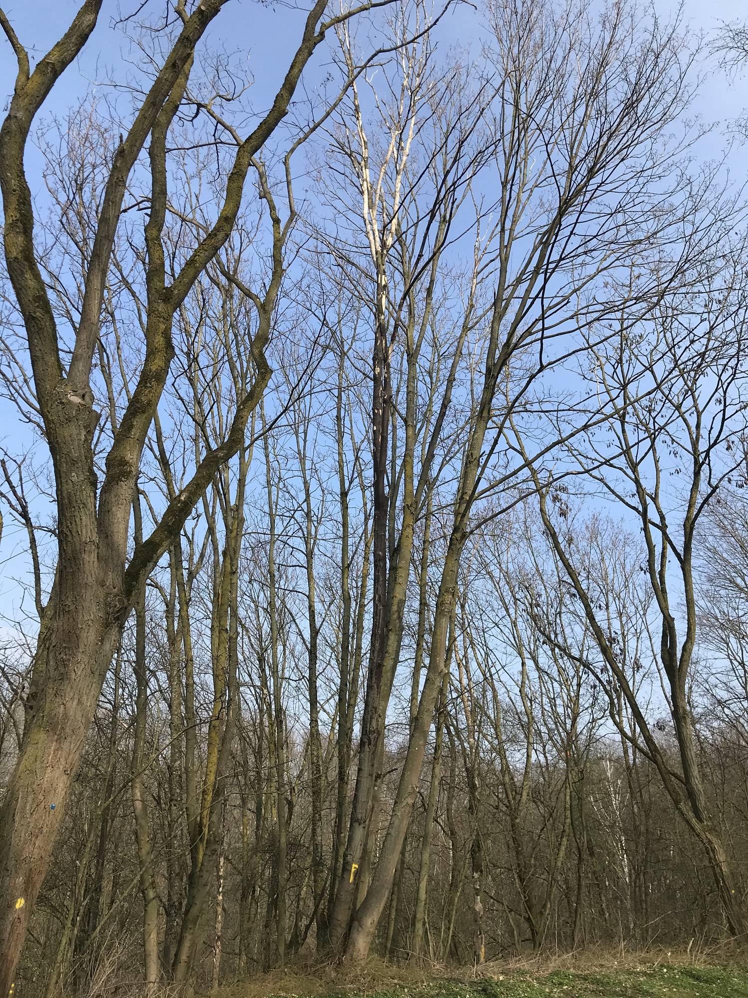  Über 100 Ahornbäume sind von der Rußrindenkrankheit befallen. 