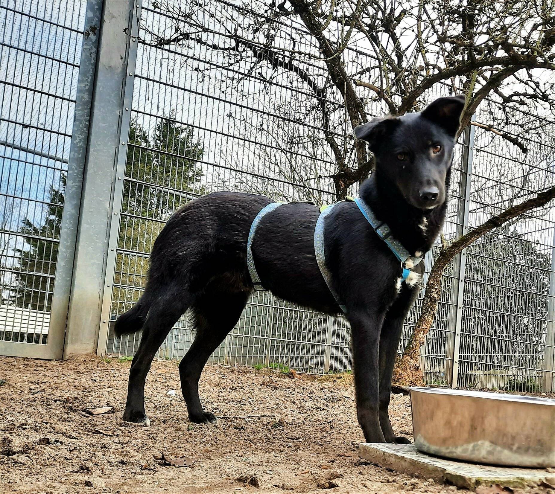 Kay aus der Tierherberge Kamp-Lintfort.