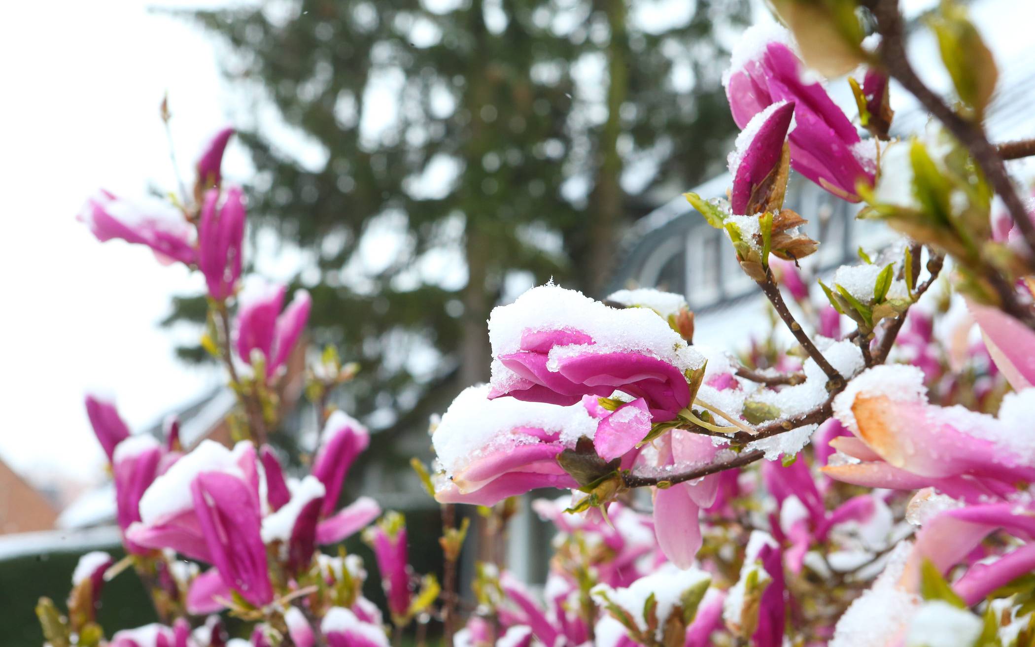 Schneefall am Niederrhein