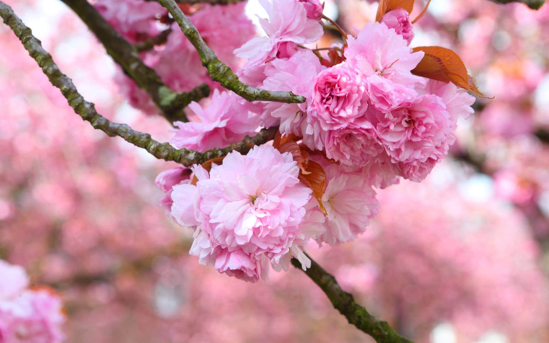 Wunderschöne Kirschblüten in Krefeld