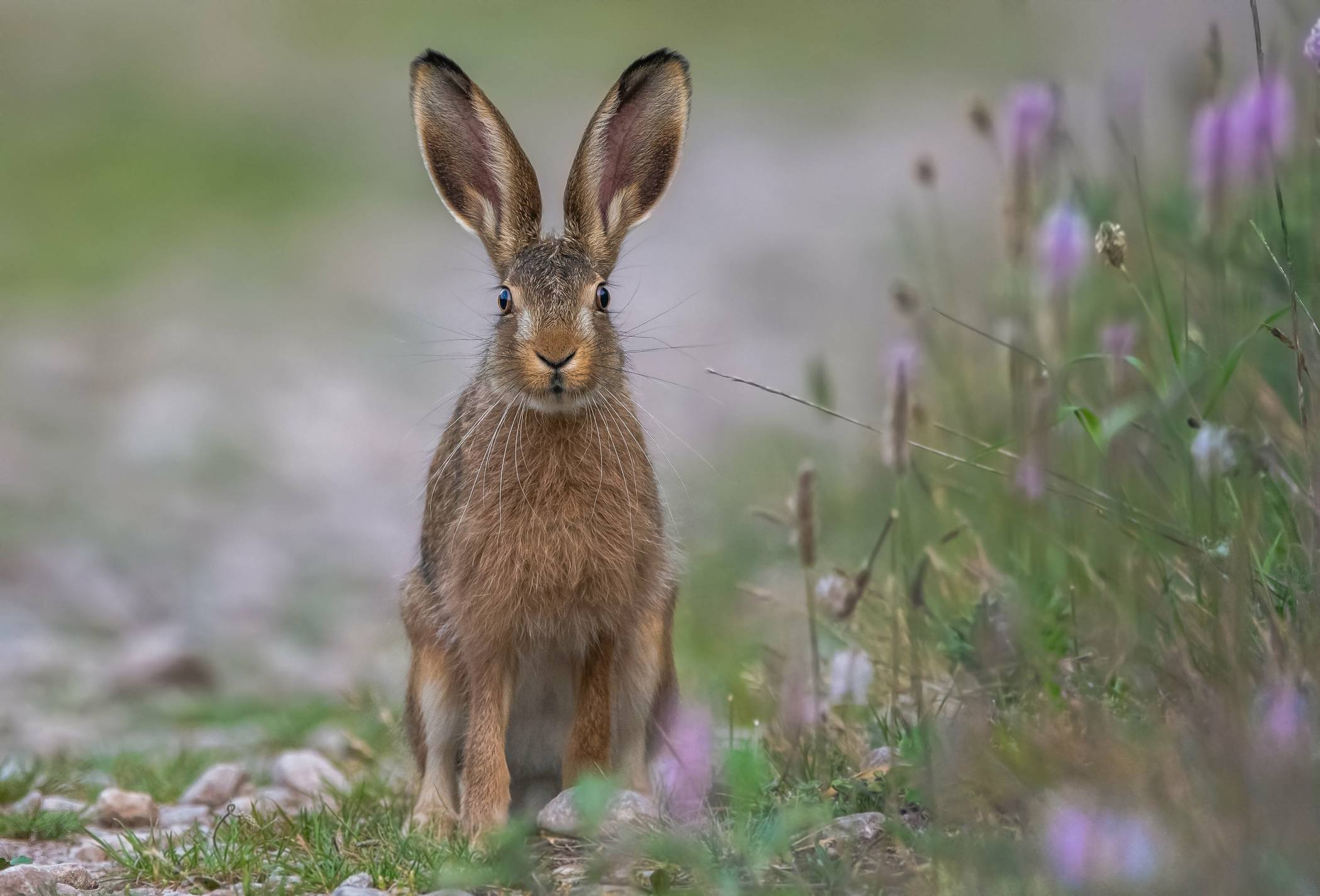  Im Kreis Viersen sind Fälle von Hasenpest aufgetreten. Ungeschützter Kontakt mit Feldhasen soll vermieden werden.  