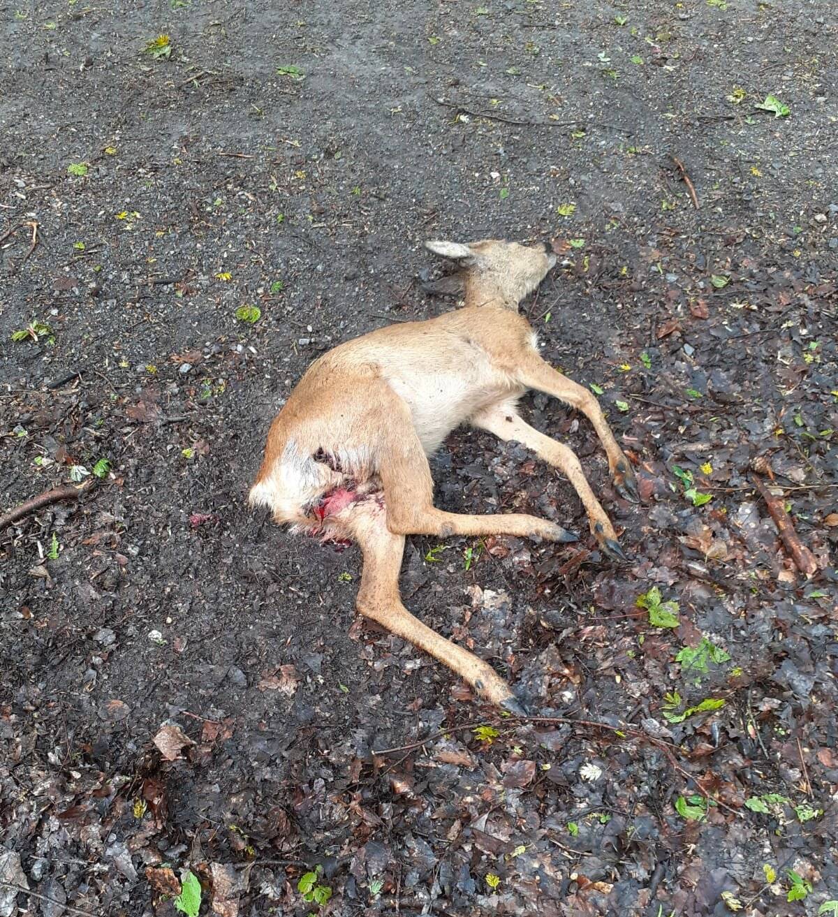 Reh durch wildernden Hund gerissen