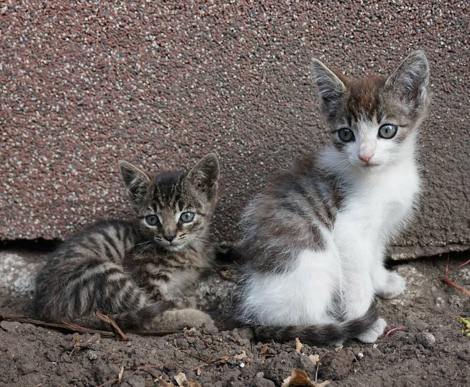 Erst niedlich, dann ein Problem: Die