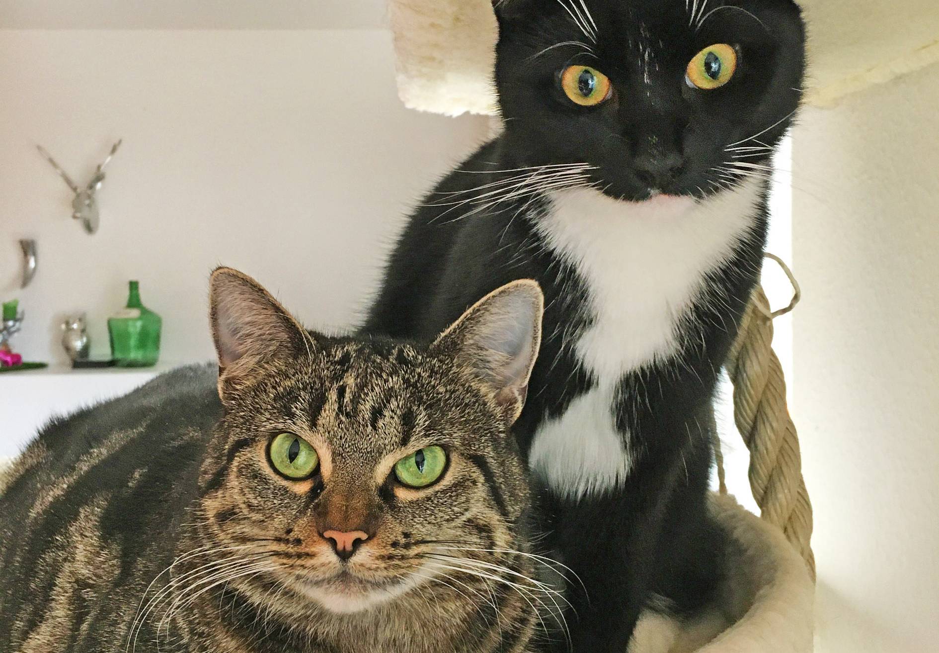  Luna und ihre Mama Molly sind von „Notfelle Niederrhein“ von der Straße gerettet, kastriert und in ein liebevolles Zuhause vermittelt worden. 