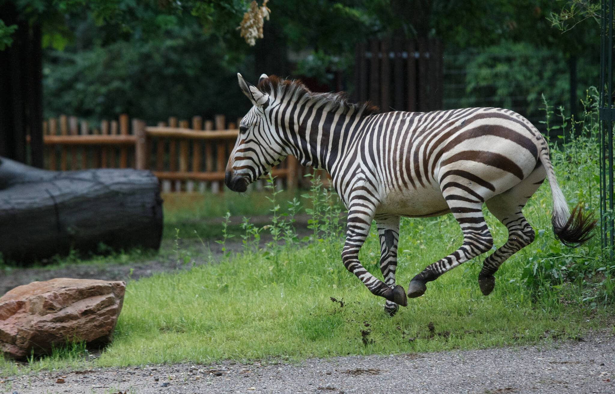 Rückkehr der „Streifenponys“