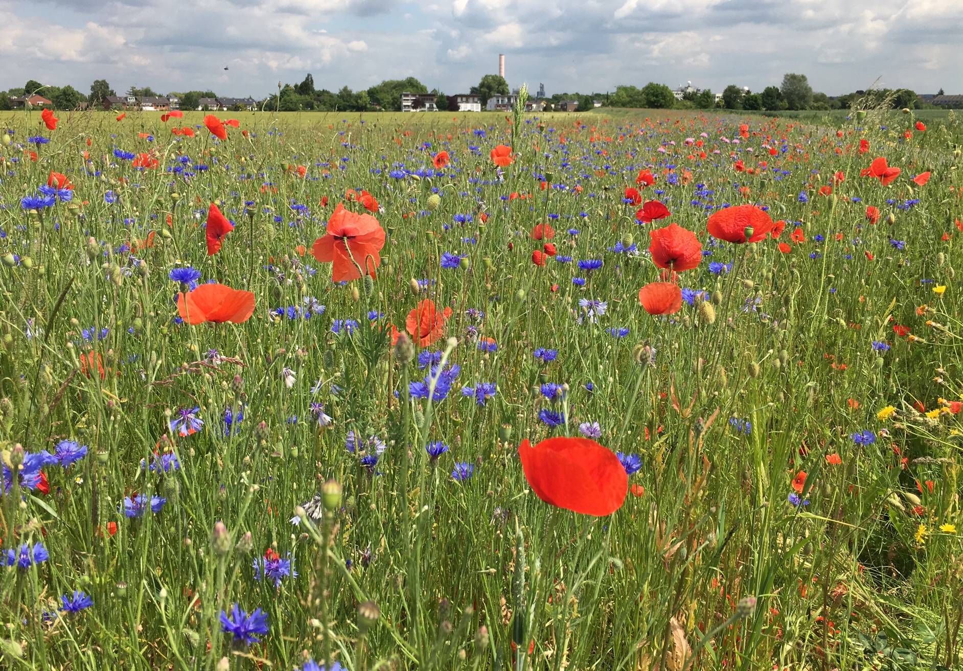 Immer mehr Blühpaten beteiligen sich daran,