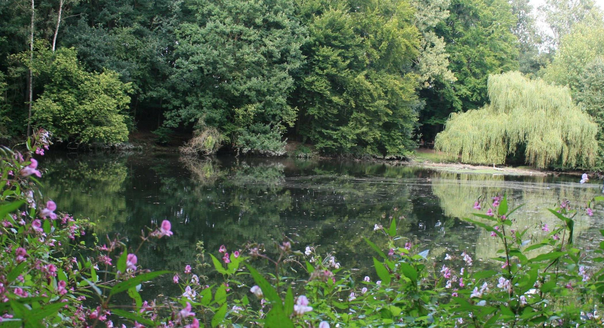  Der ehemalige Mühlenteich am Knippertzbach. Die Fläche zwischen dem Mühlen- und Knippertzbach wird im Landschaftsplan als Naturschutzgebiet ausgewiesen. 
  