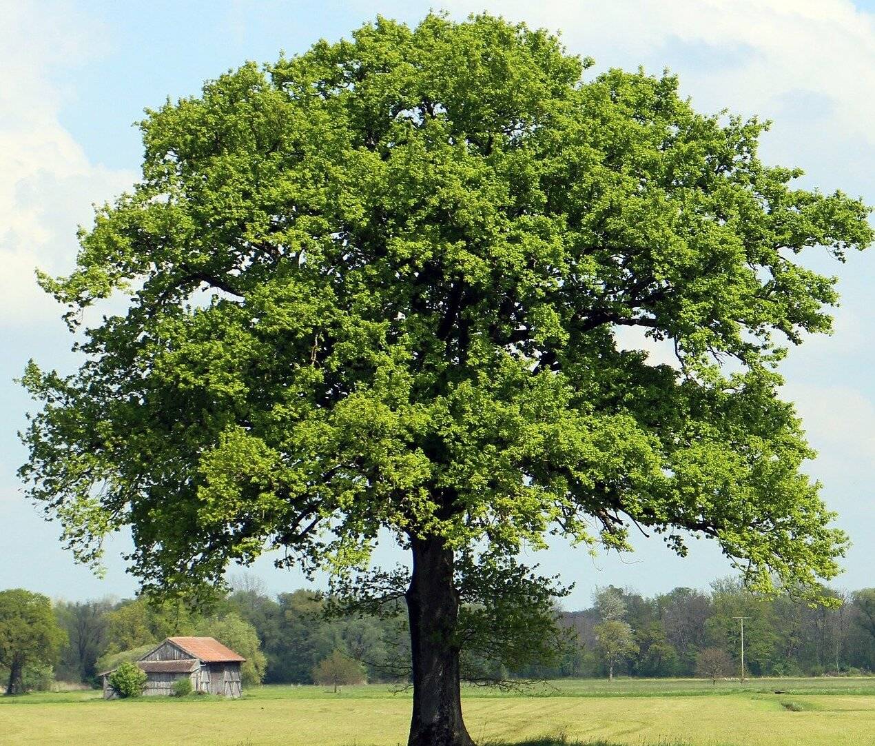In Schiefbahn an der Jahnstraße soll ein Bürgerwald entstehen. 