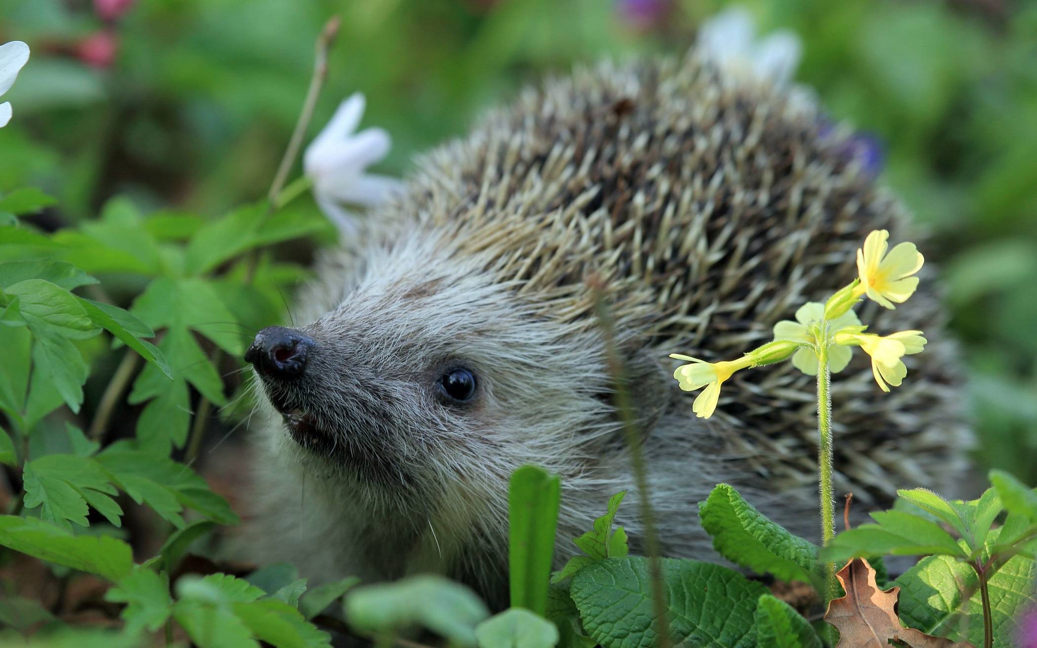 Bei Arbeiten im Garten sollte man auch den Schutz der stachligen Gesellen im Auge haben und entsprechend umsichtig agieren.  