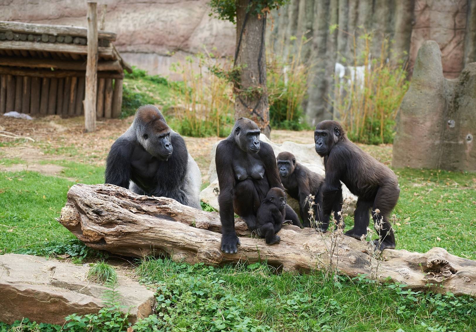  Planungen Affenpark werden vorgestellt, Pressetermin der Stadt, Zooscheune
v.l.: Zoodirektor Dr. Wolfgang Dre§en, OB Frank Meyer und  Friedrich R. Berlemann als 1. Vorsitzender des Zoofreunde Krefeld e.Vc

Fotograf: Dirk Jochmann ©, 47807 Krefeld 