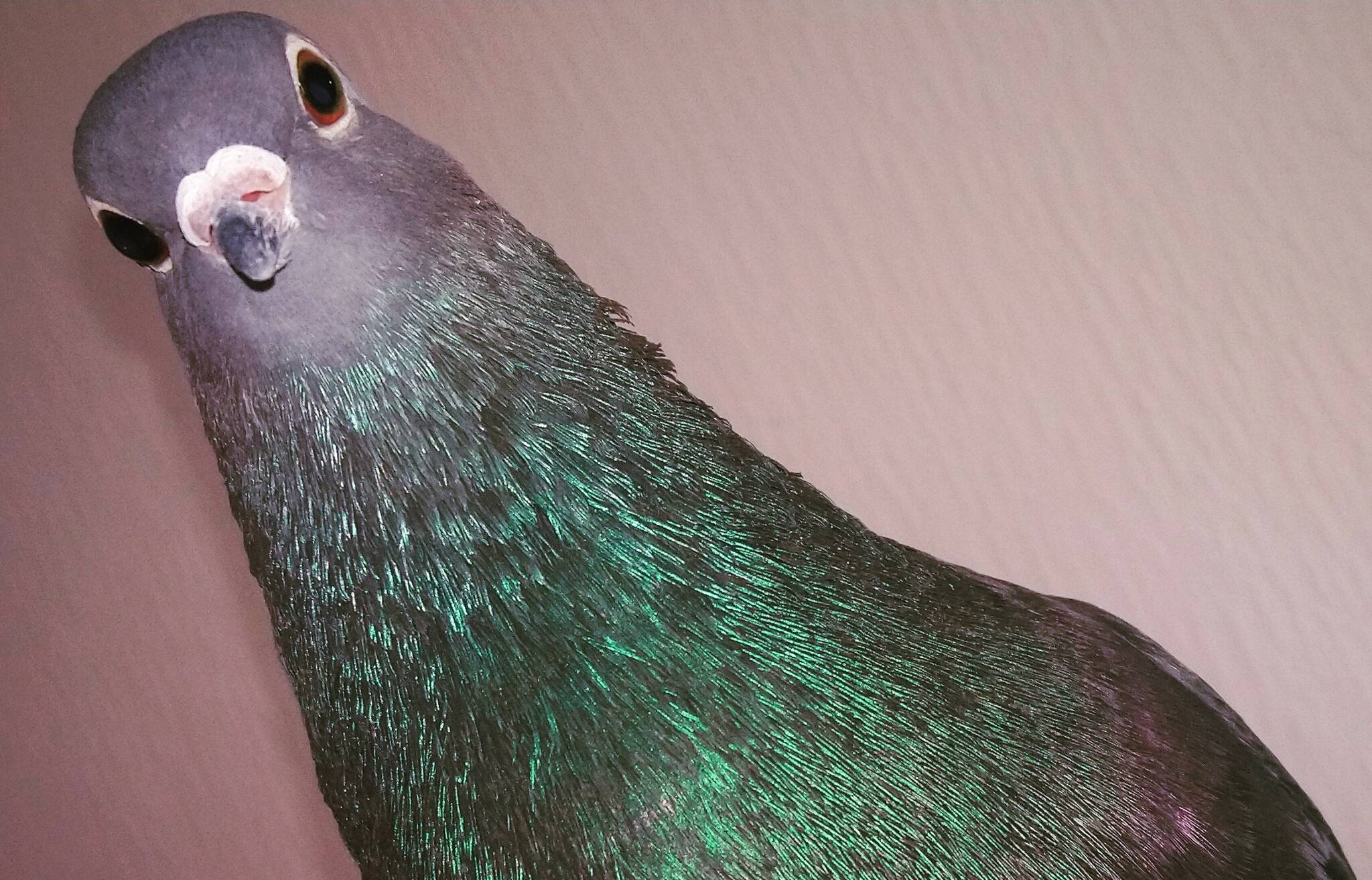 „Tauben bitte nicht füttern“