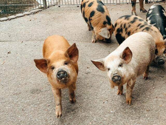  Saugute Abwechslung für Kinders: Der Tiergarten Ordenkirchen. 
  