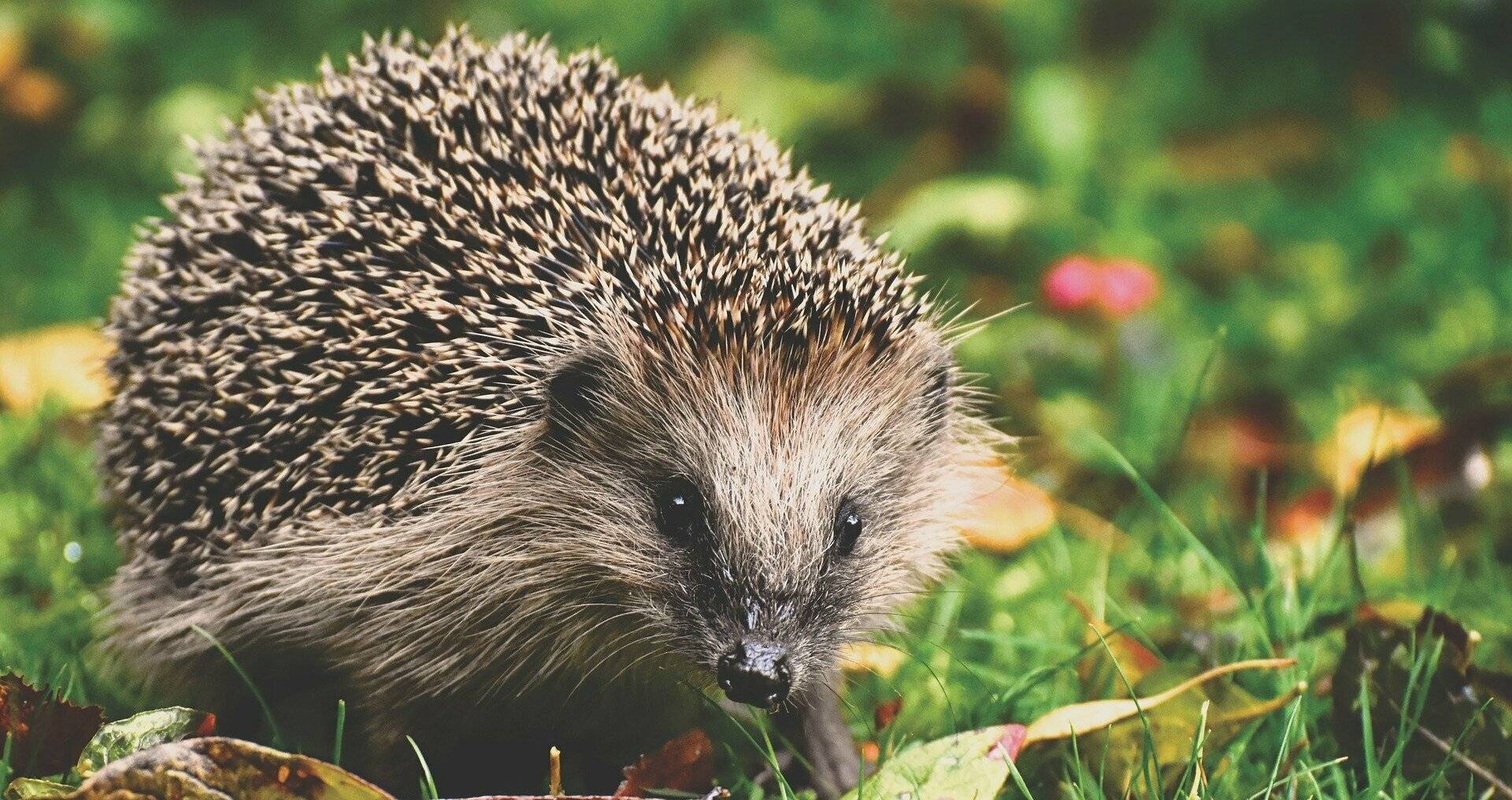 In Meerbusch wurden in den vergangenen