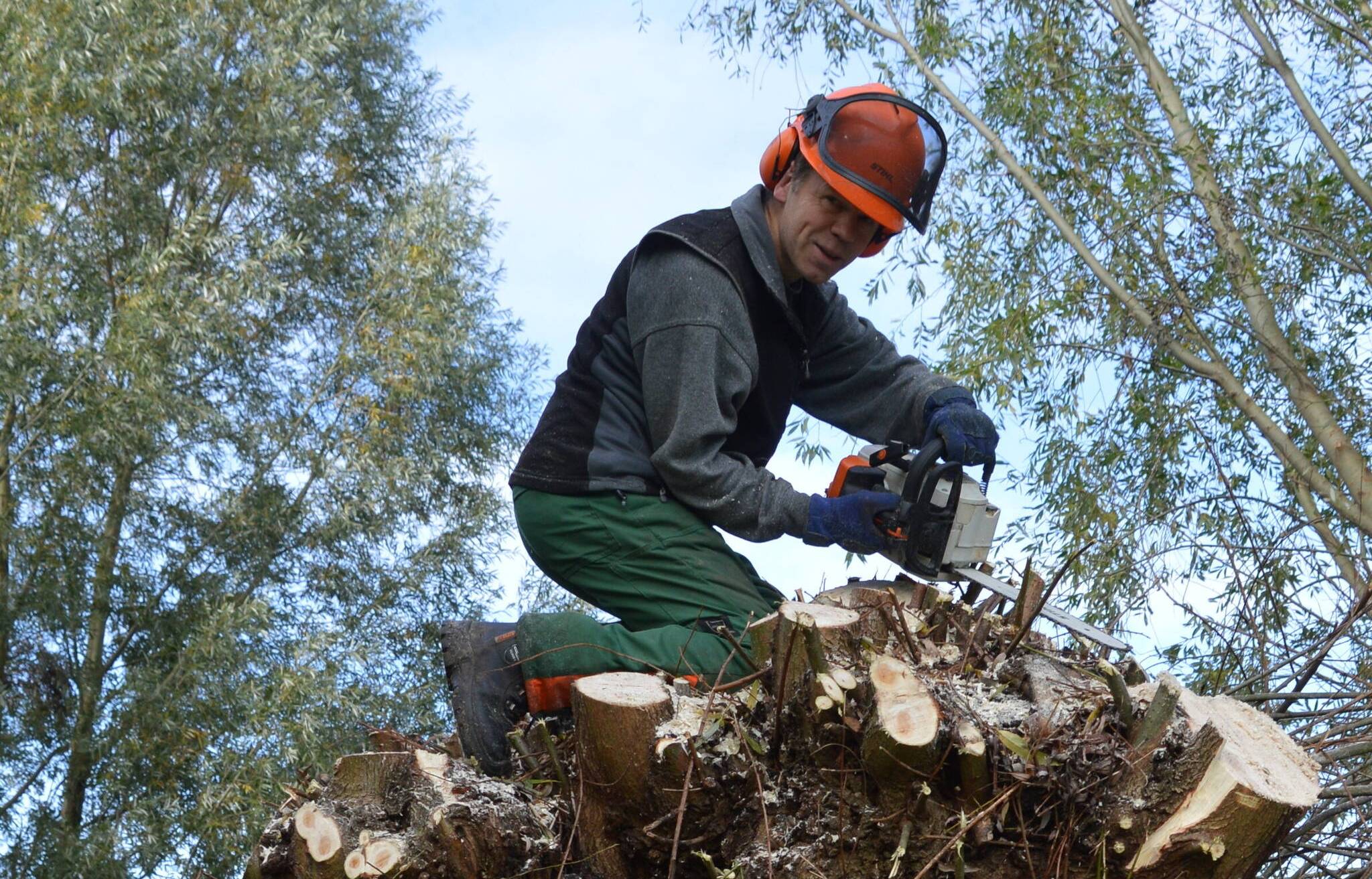  Kopfbaumschnitt im Naturschutzgebiet Knippertzbachtal. Peter Wihan vom NABU Mönchengladbach übernahm die Arbeiten. 
  