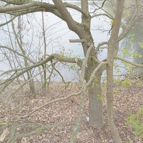 Diese kleine Eiche am Latumer See wurde jetzt entfernt. Die Mitglieder des Aktionsbündnisses Latumer See befürchten, dass die Stadt Meerbusch die Bürger bei der Umgestaltung des Areals vor vollendete Tatsachen stellen will. 