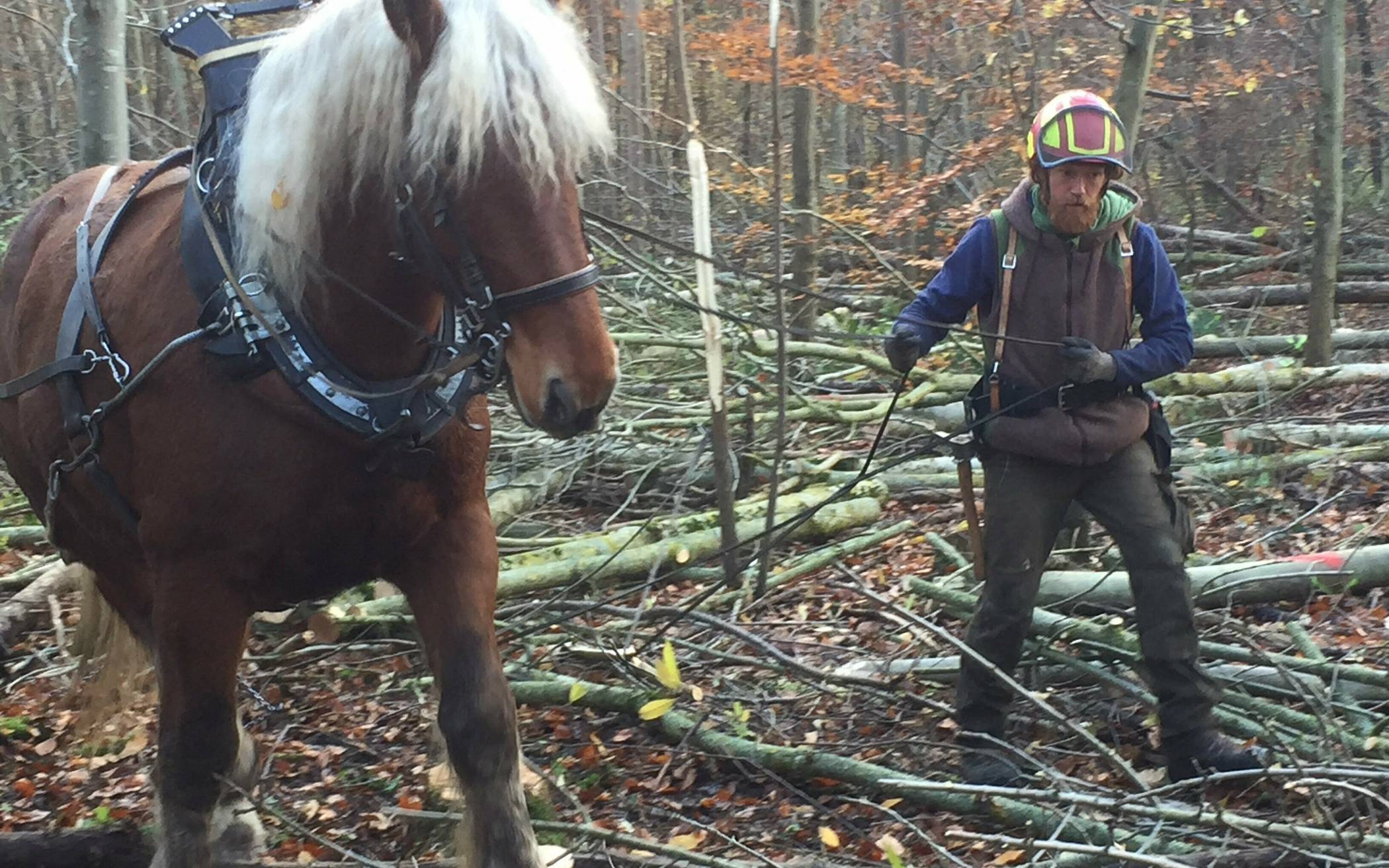 Rückepferd Eljot im Einsatz: Der 850