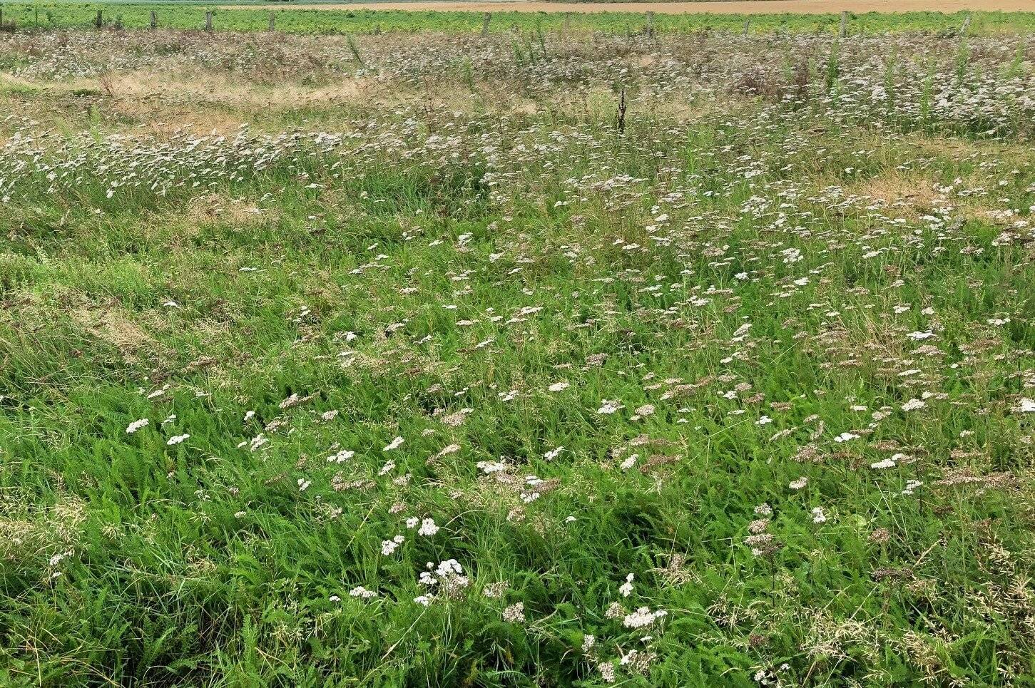 Die Flächen werden als ökologische Ausgleichsflächen