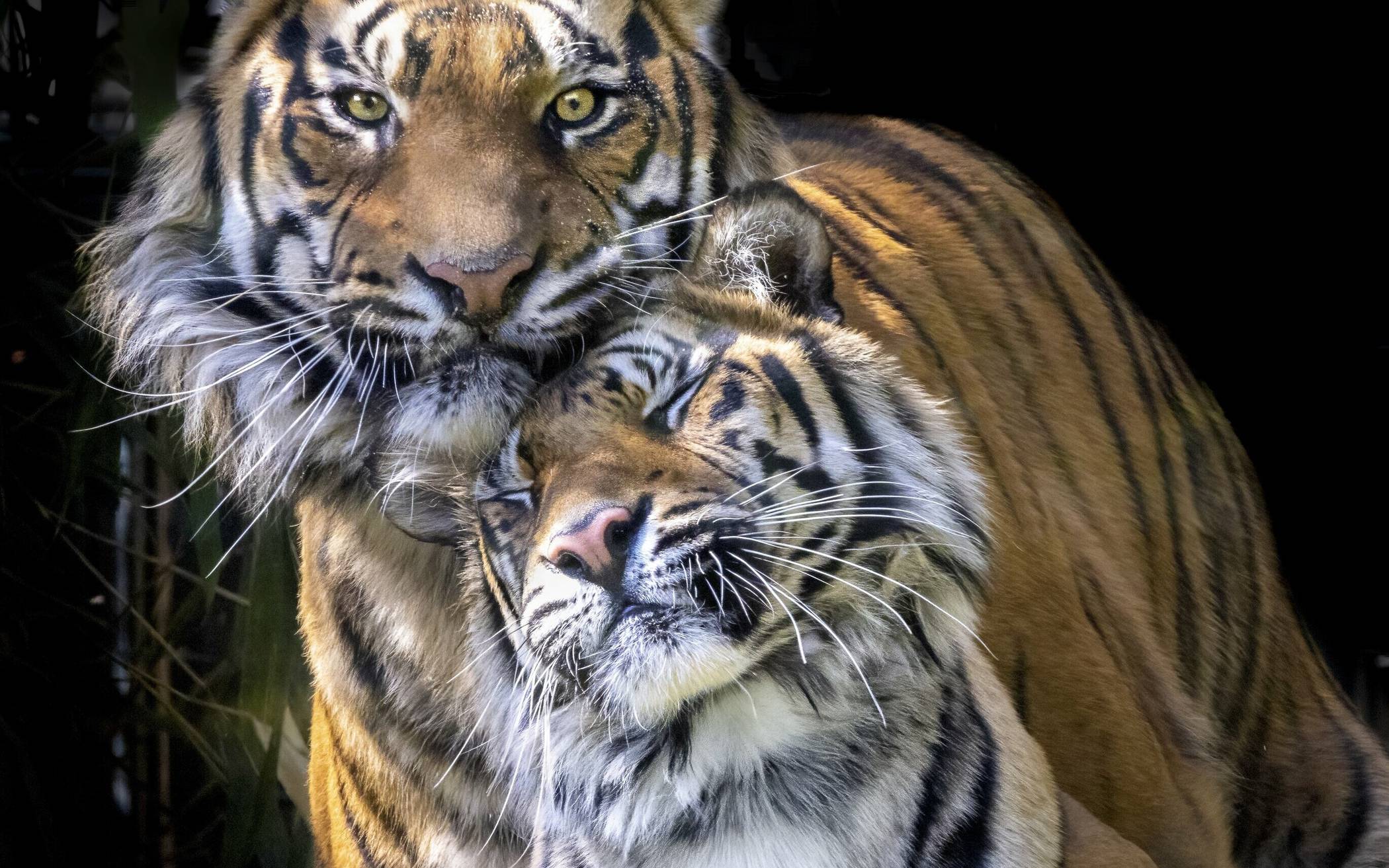 Die Zoo-Verantwortlichen hoffen in diesem Jahr