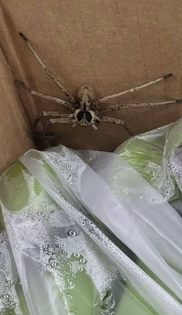 Warmhaus-Riesenkrabbenspinne