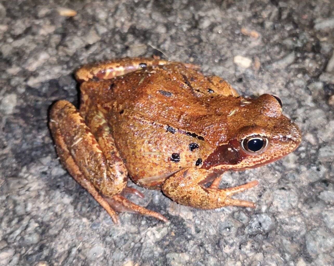  Erdkröten und Grasfrösche wie dieser sind die Amphibienarten, die sich jedes Jahr als erstes auf den Weg zu den Laichgewässern machen. 
  