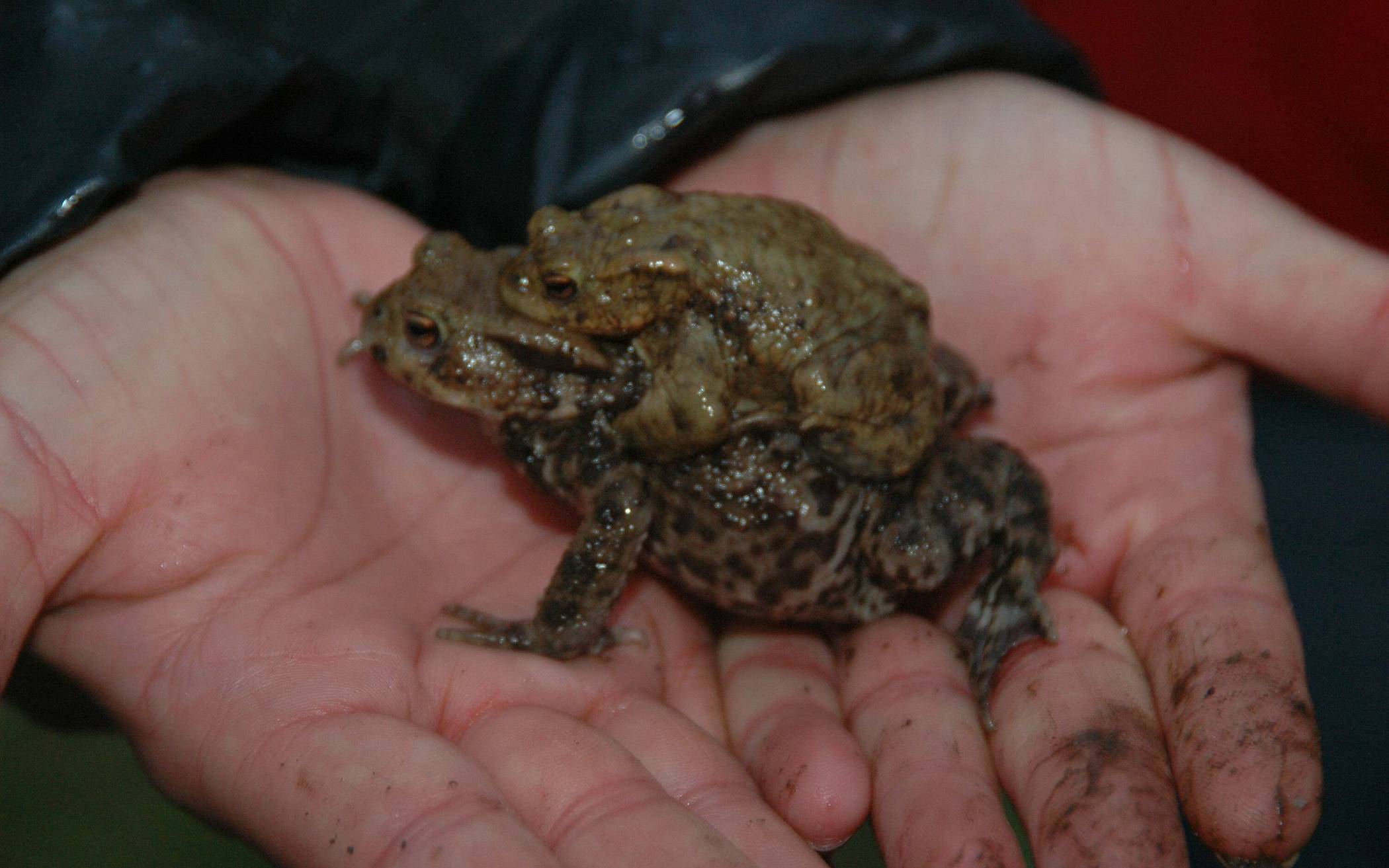 In Sicherheit: Ein Helfer trägt zwei