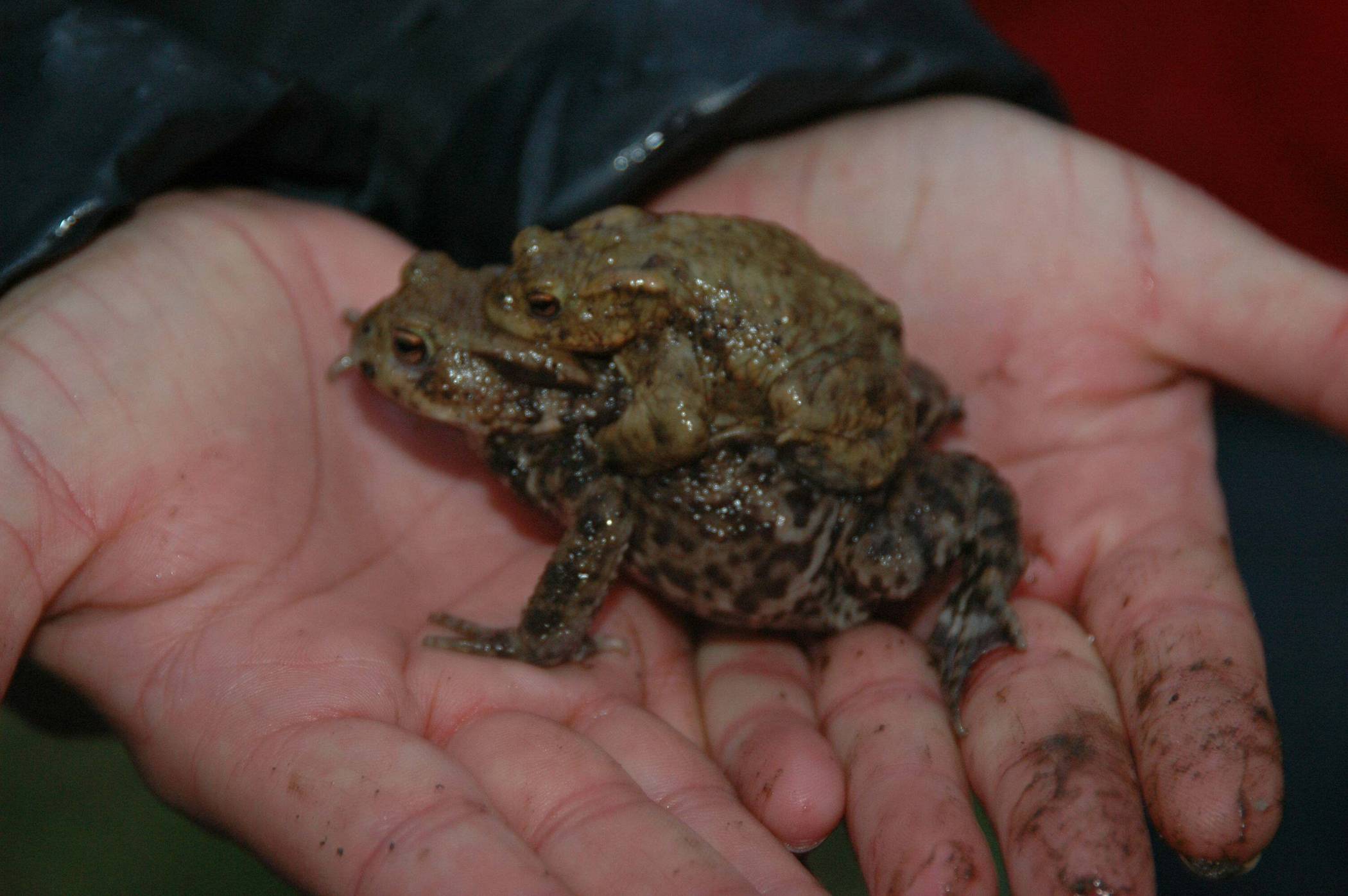 In Sicherheit: Ein Helfer trägt zwei Erdkröten in seinen Händen. Archivfoto: Stadt Krefeld