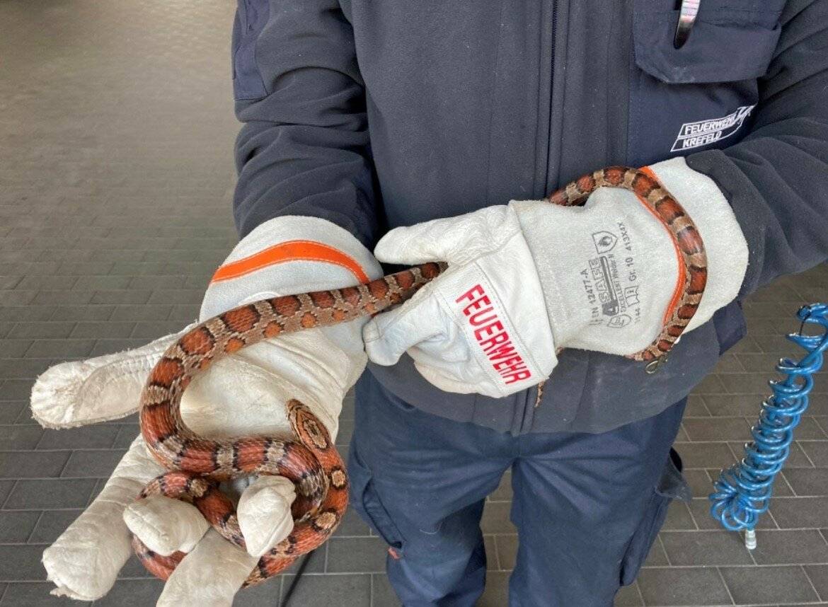 Schlange im Garten gefunden