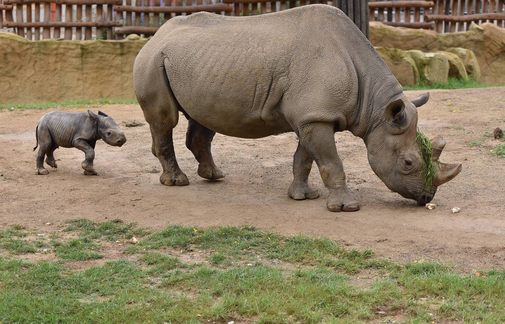 Spitzmaulnashorn Nane ist tot
