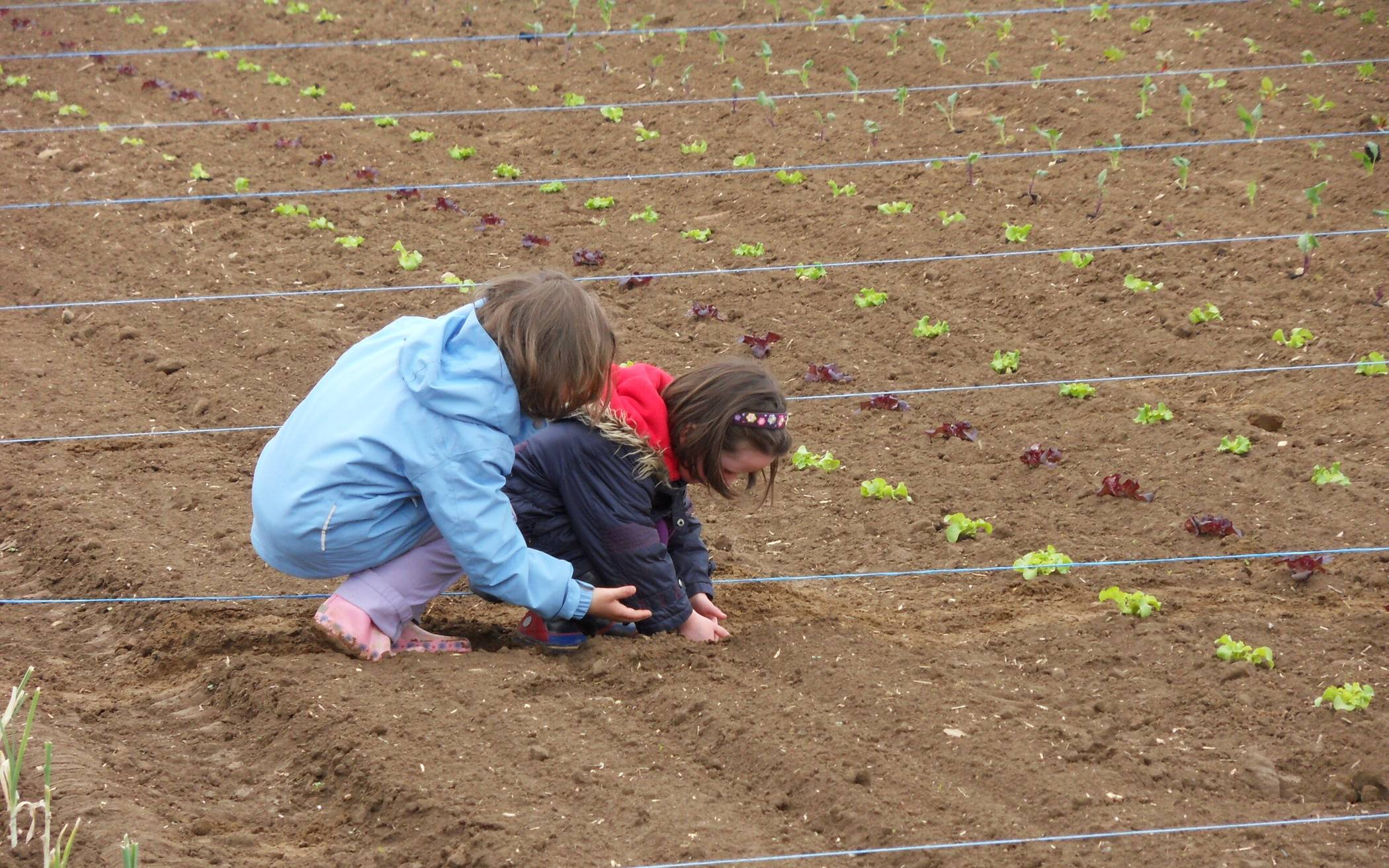  Seit 15 Jahren ernten Menschen ohne eigenen Garten eigenes Gemüse auf den Äckern des Bio-Bauernhofes Essers in Jüchen-Neuenhoven. 