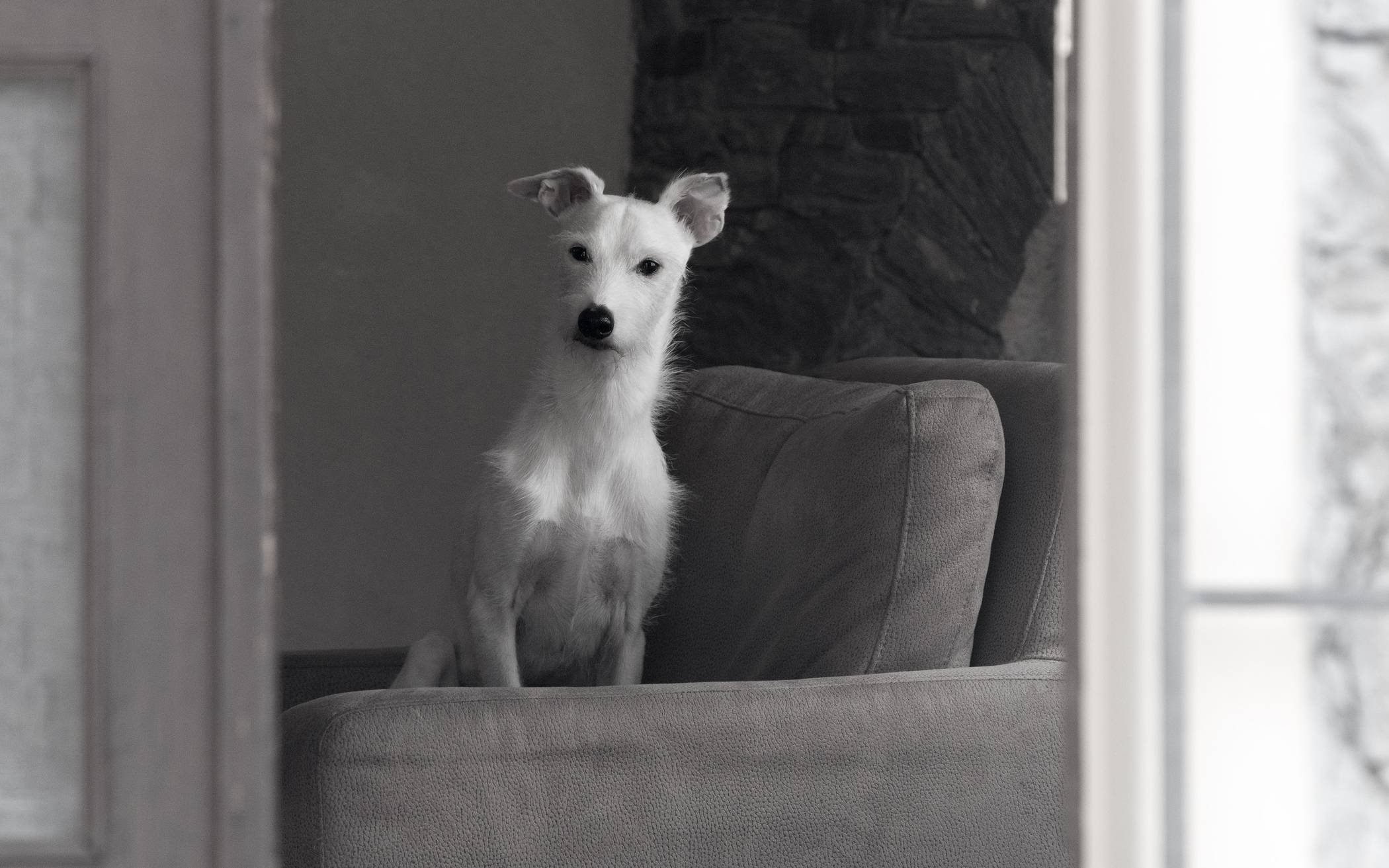 Für Hunde aus dem Tierheim soll