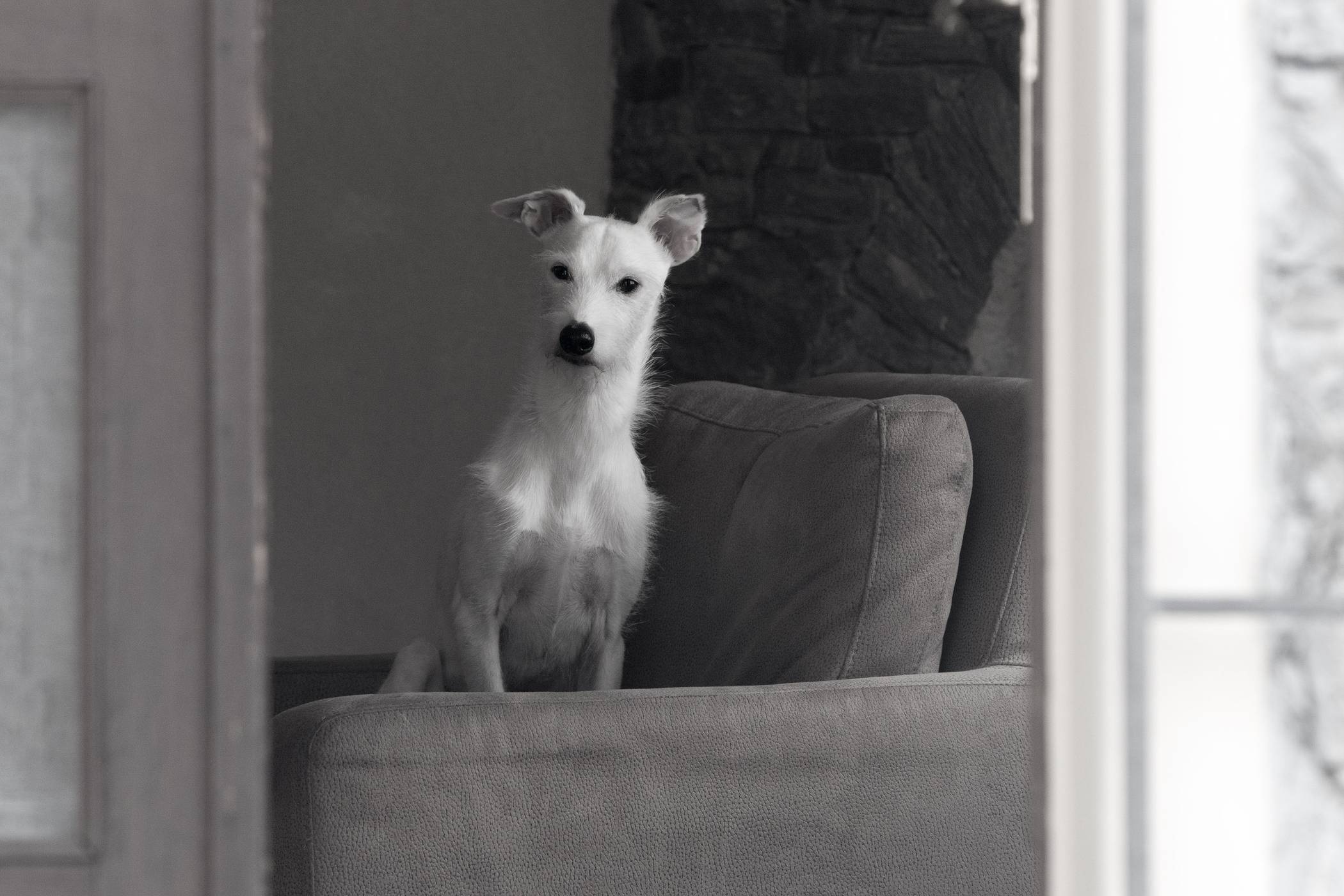  Für Hunde aus dem Tierheim soll es Steuerbefreiung geben. Foto: kasina / pixelio.de  