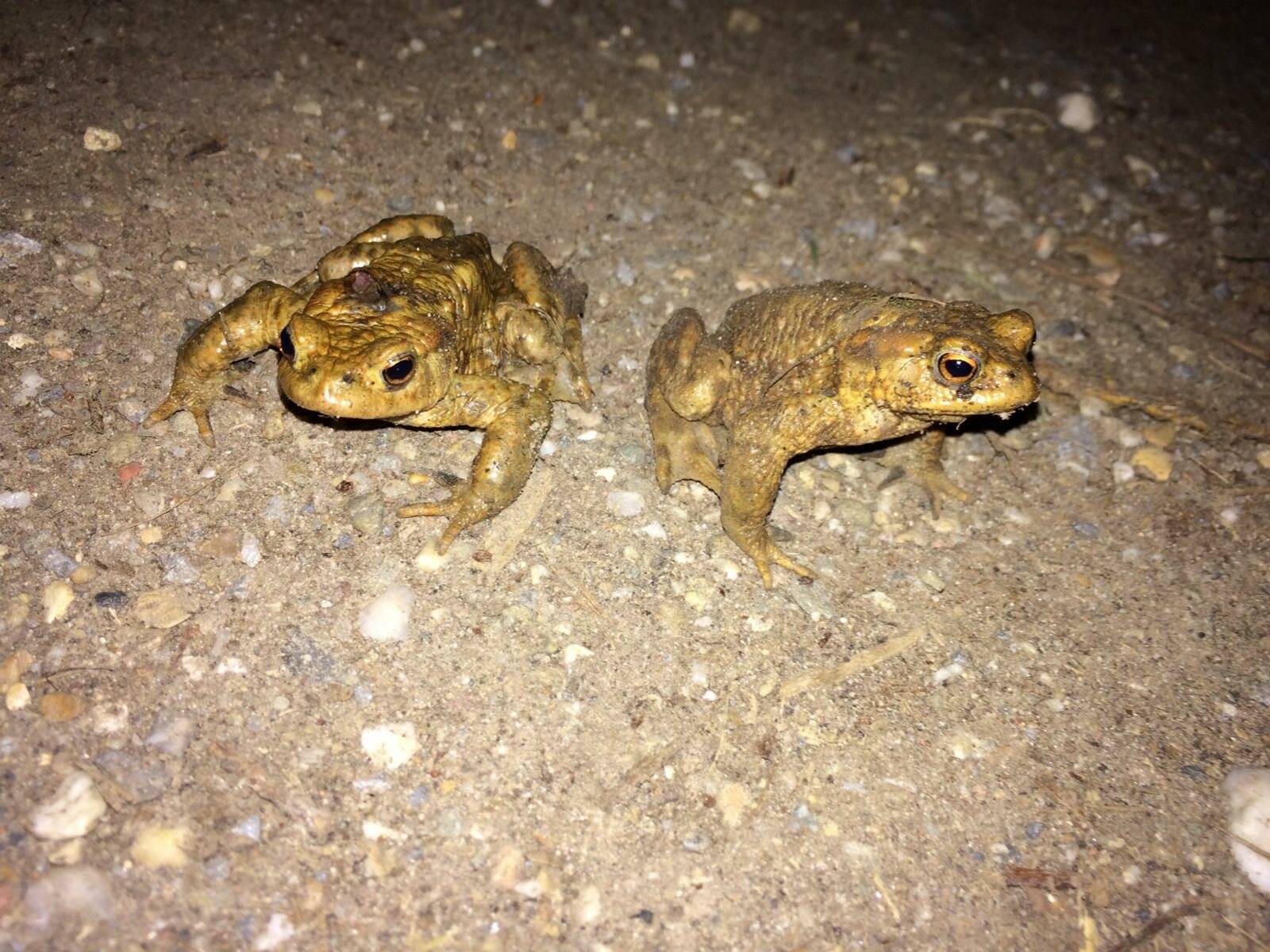 Erdkröten wie diese beiden Männchen gehören