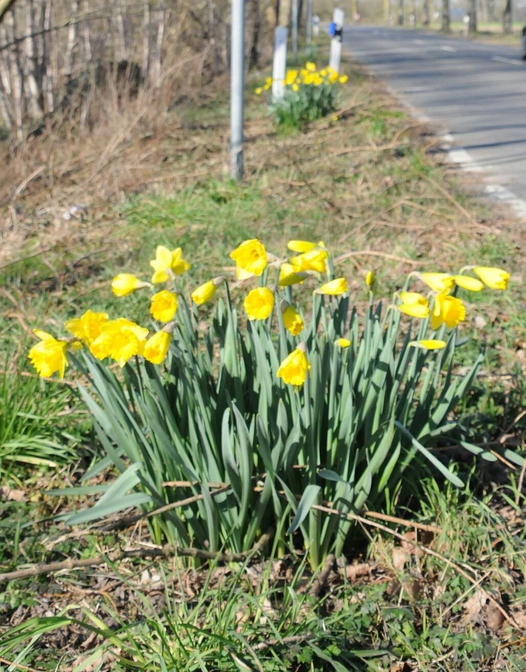  In Lank-Latum wurden schon die ersten Frühlingsboten gesichtet. 
  