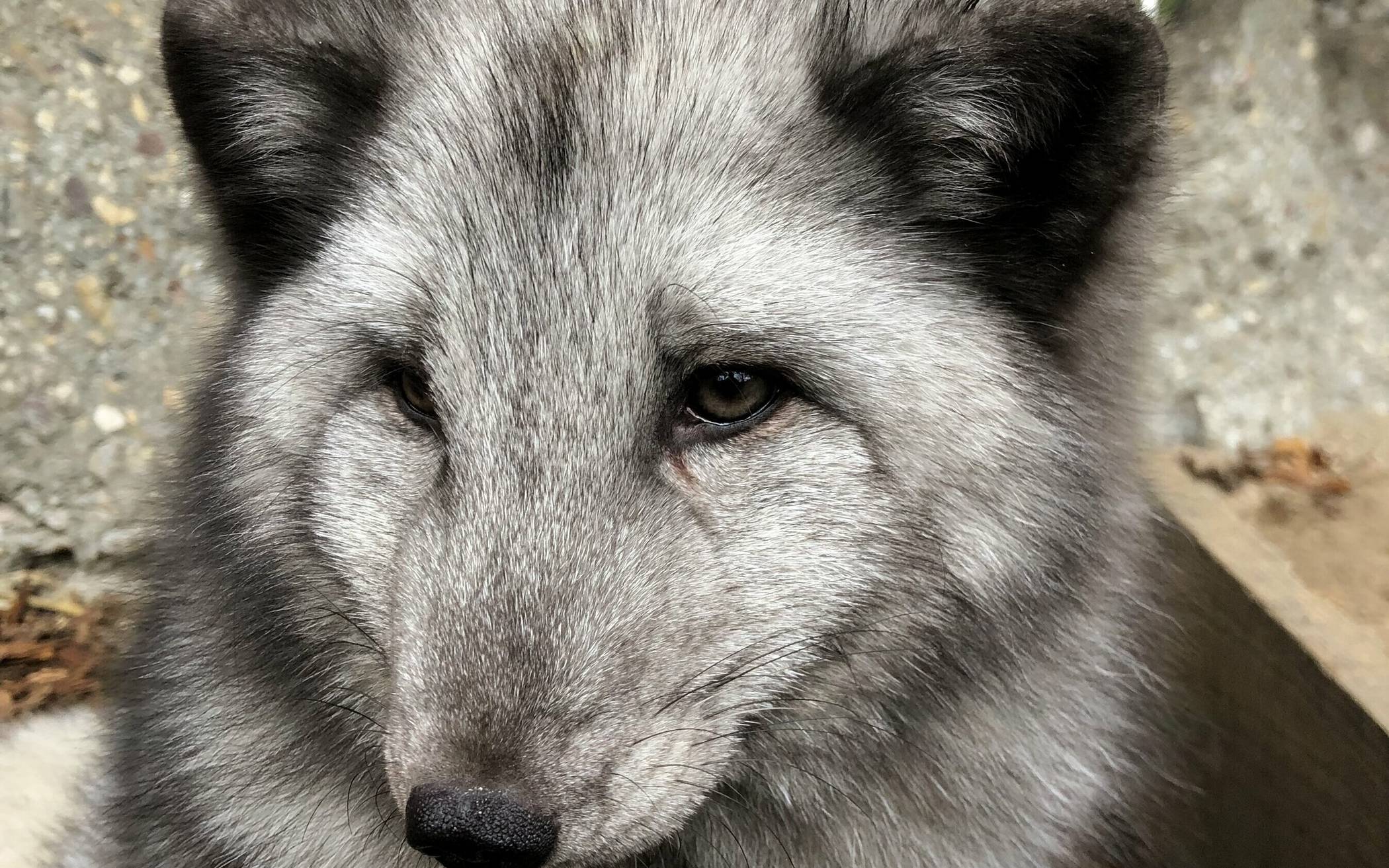 Der Polarfuchs mit den Kulleraugen lebt