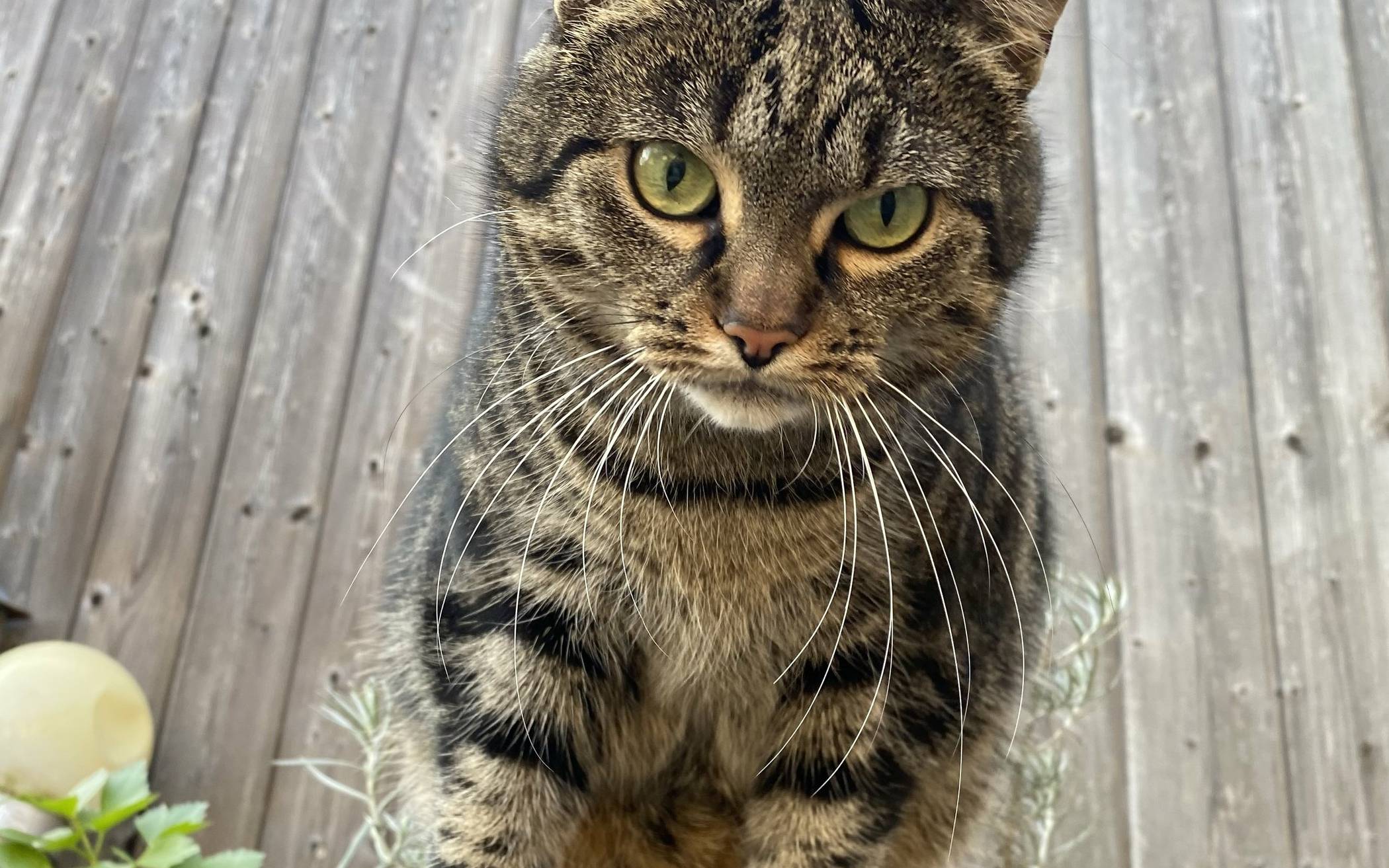  Freigänger wie die Katzen-Dame Molly müssen nun im Kreis Viersen kastriert werden. 